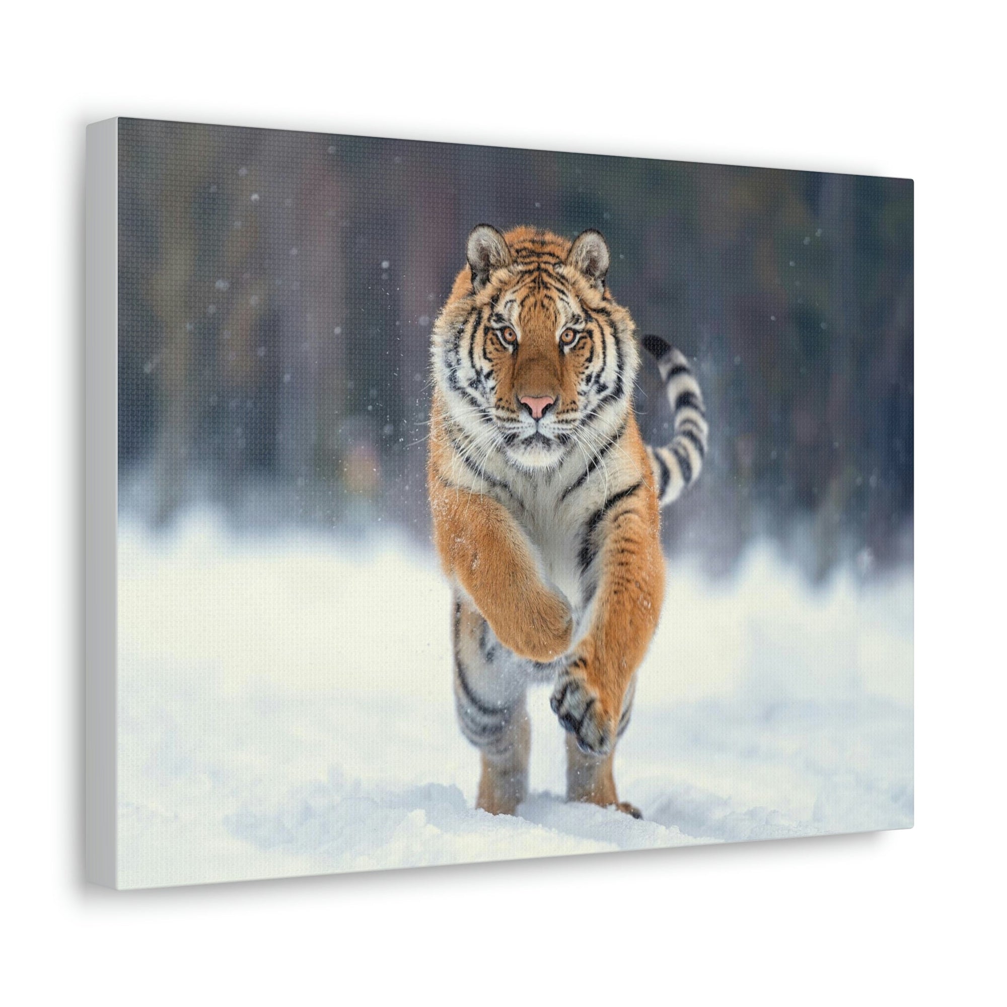 Scripture Walls Siberian Tiger Hunting Siberian Tiger on Hunt Print Animal Wall Art Wildlife Canvas Prints Wall Art Ready to Hang Unframed-Express Your Love Gifts