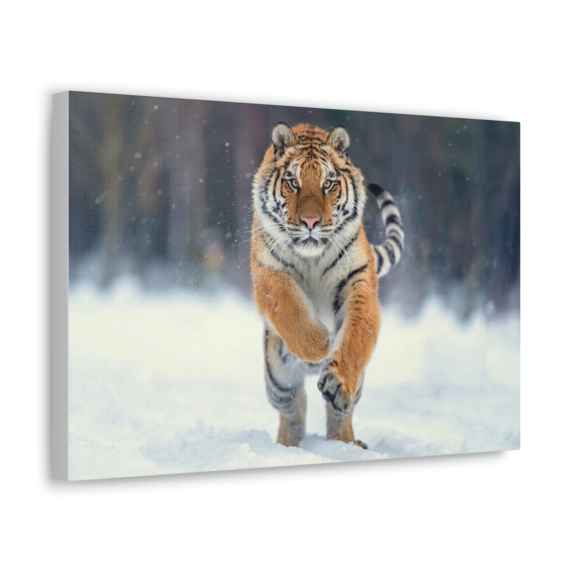 Scripture Walls Siberian Tiger Hunting Siberian Tiger on Hunt Print Animal Wall Art Wildlife Canvas Prints Wall Art Ready to Hang Unframed-Express Your Love Gifts