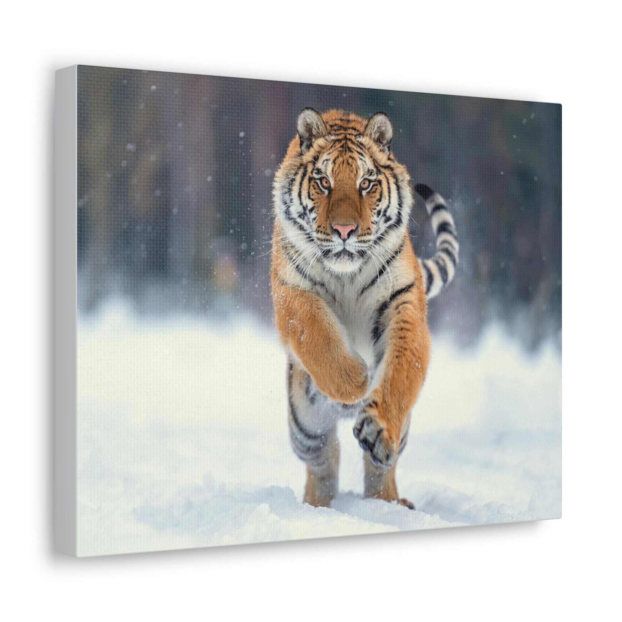 Scripture Walls Siberian Tiger Hunting Siberian Tiger on Hunt Print Animal Wall Art Wildlife Canvas Prints Wall Art Ready to Hang Unframed-Express Your Love Gifts