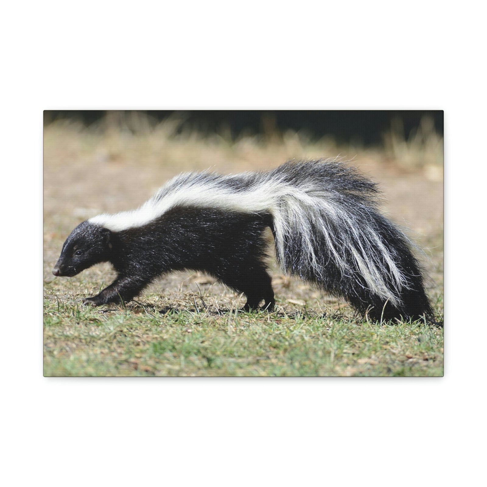 Scripture Walls Skunks Hunting Skunks on Hunt Print Animal Wall Art Wildlife Canvas Prints Wall Art Ready to Hang Unframed-Express Your Love Gifts