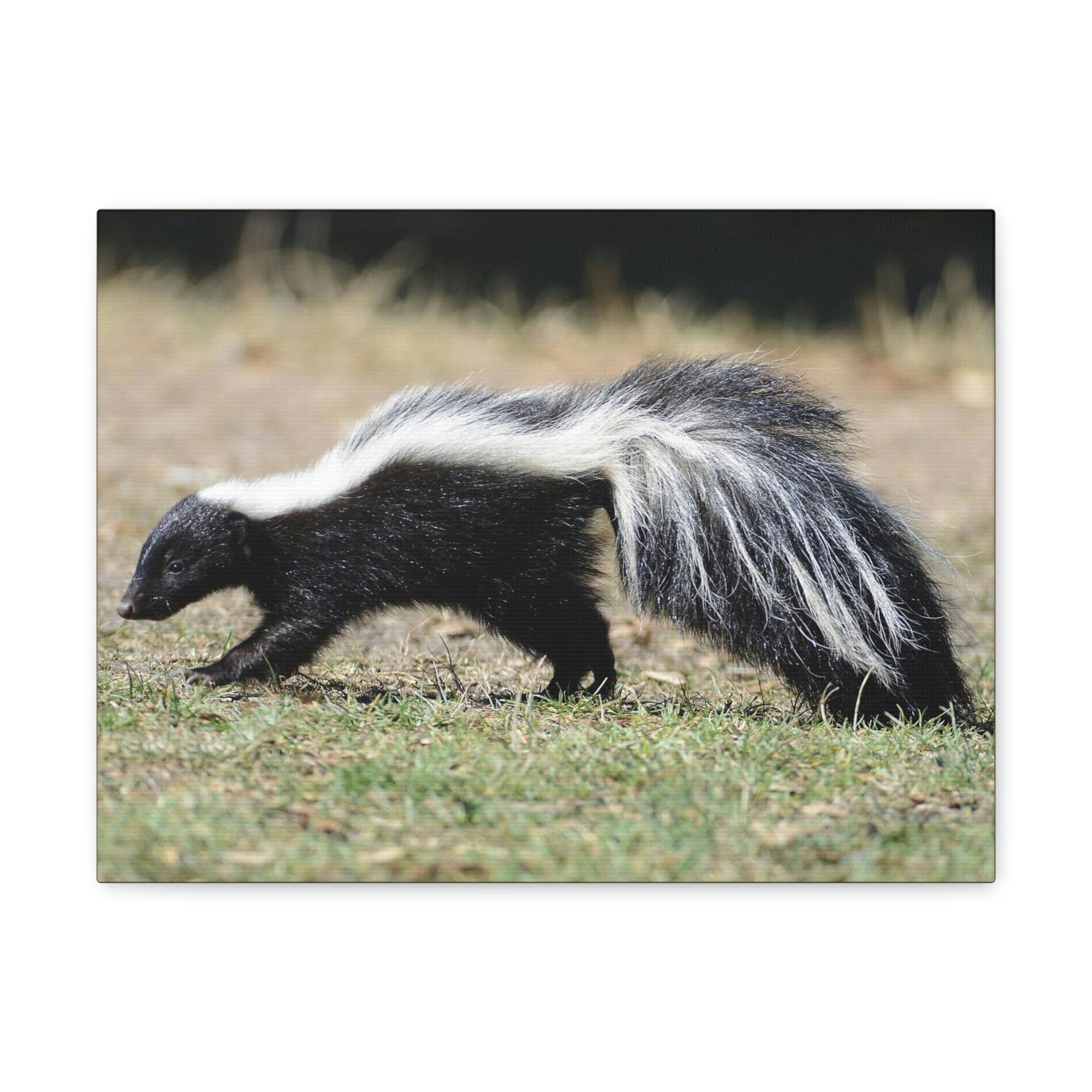 Scripture Walls Skunks Hunting Skunks on Hunt Print Animal Wall Art Wildlife Canvas Prints Wall Art Ready to Hang Unframed-Express Your Love Gifts