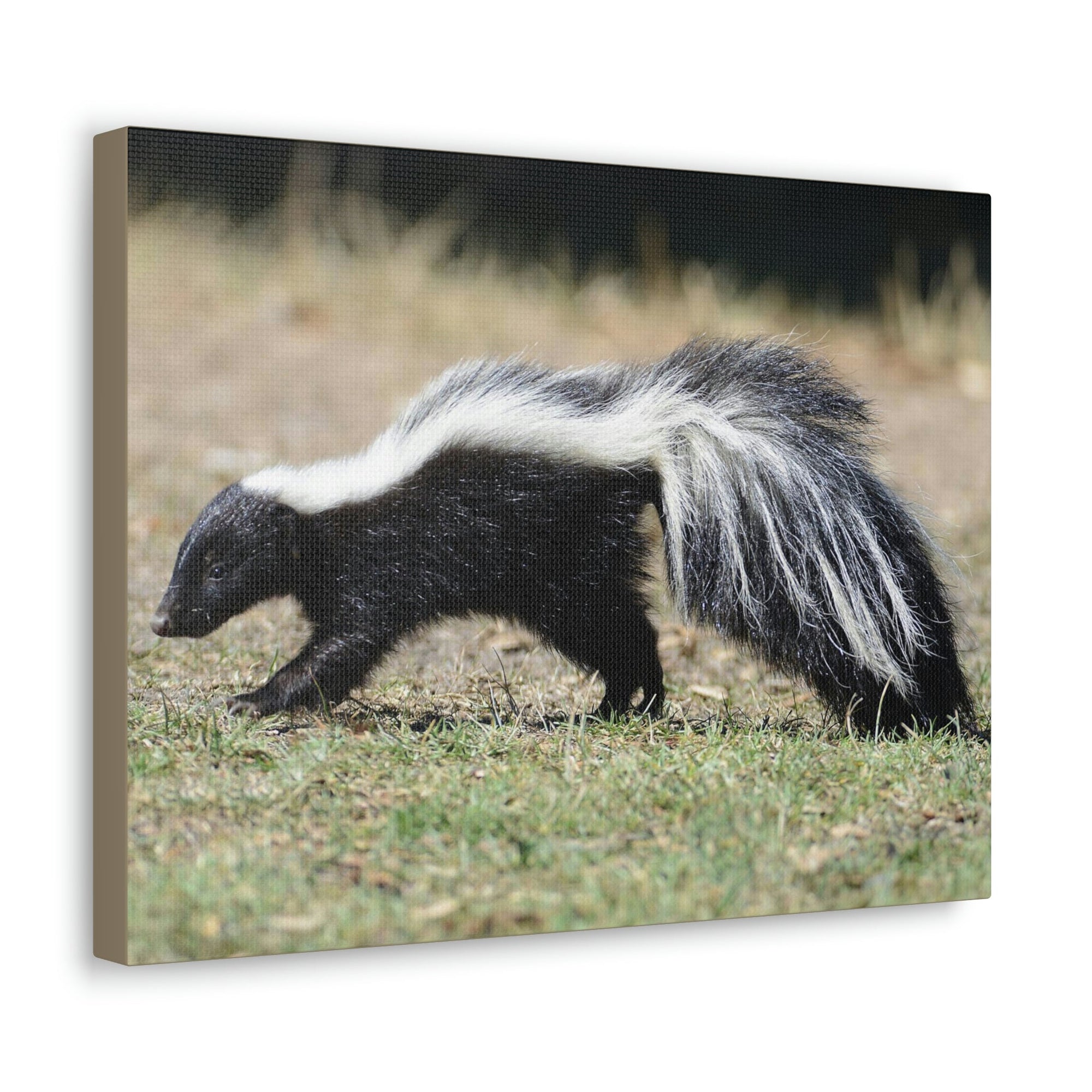 Scripture Walls Skunks Hunting Skunks on Hunt Print Animal Wall Art Wildlife Canvas Prints Wall Art Ready to Hang Unframed-Express Your Love Gifts