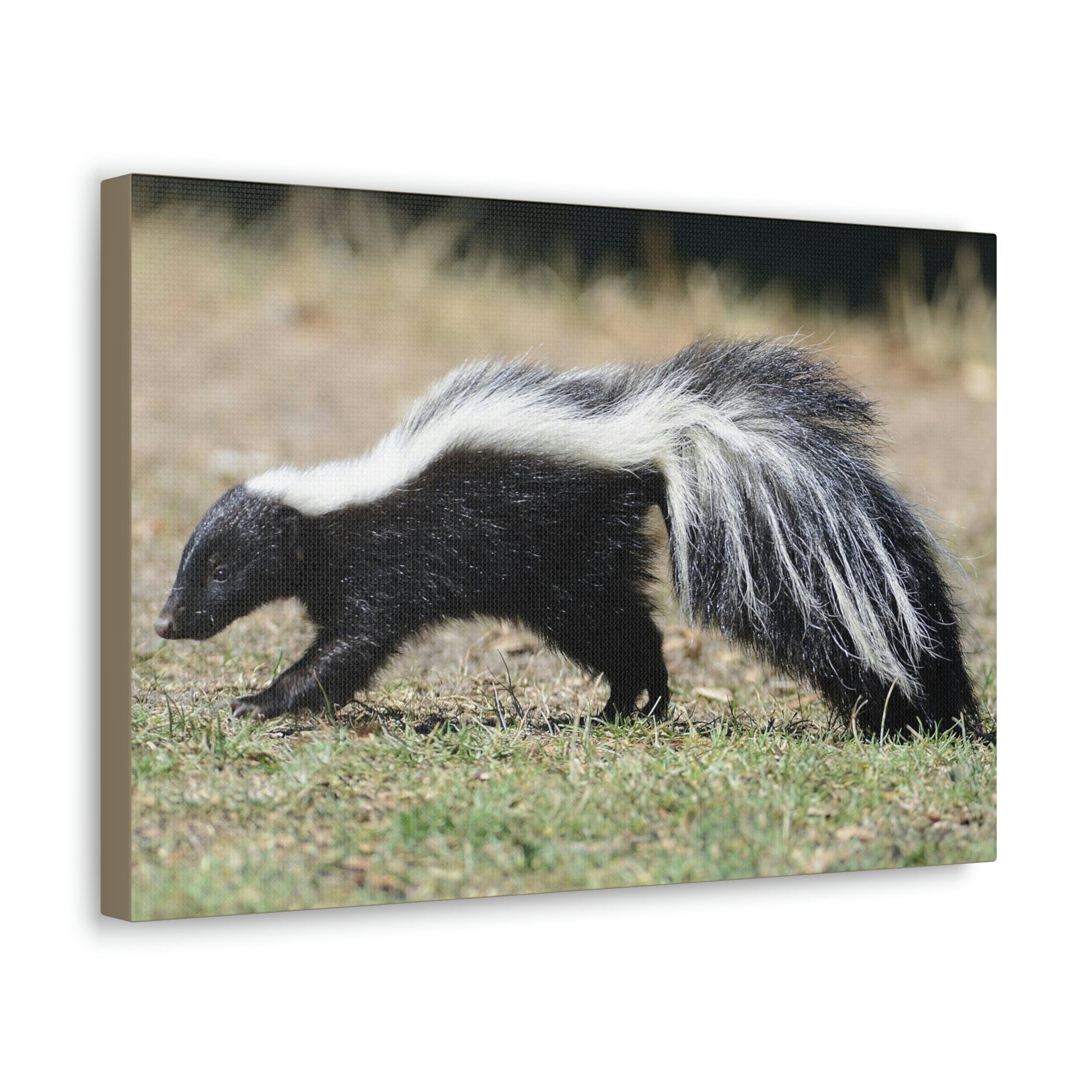 Scripture Walls Skunks Hunting Skunks on Hunt Print Animal Wall Art Wildlife Canvas Prints Wall Art Ready to Hang Unframed-Express Your Love Gifts