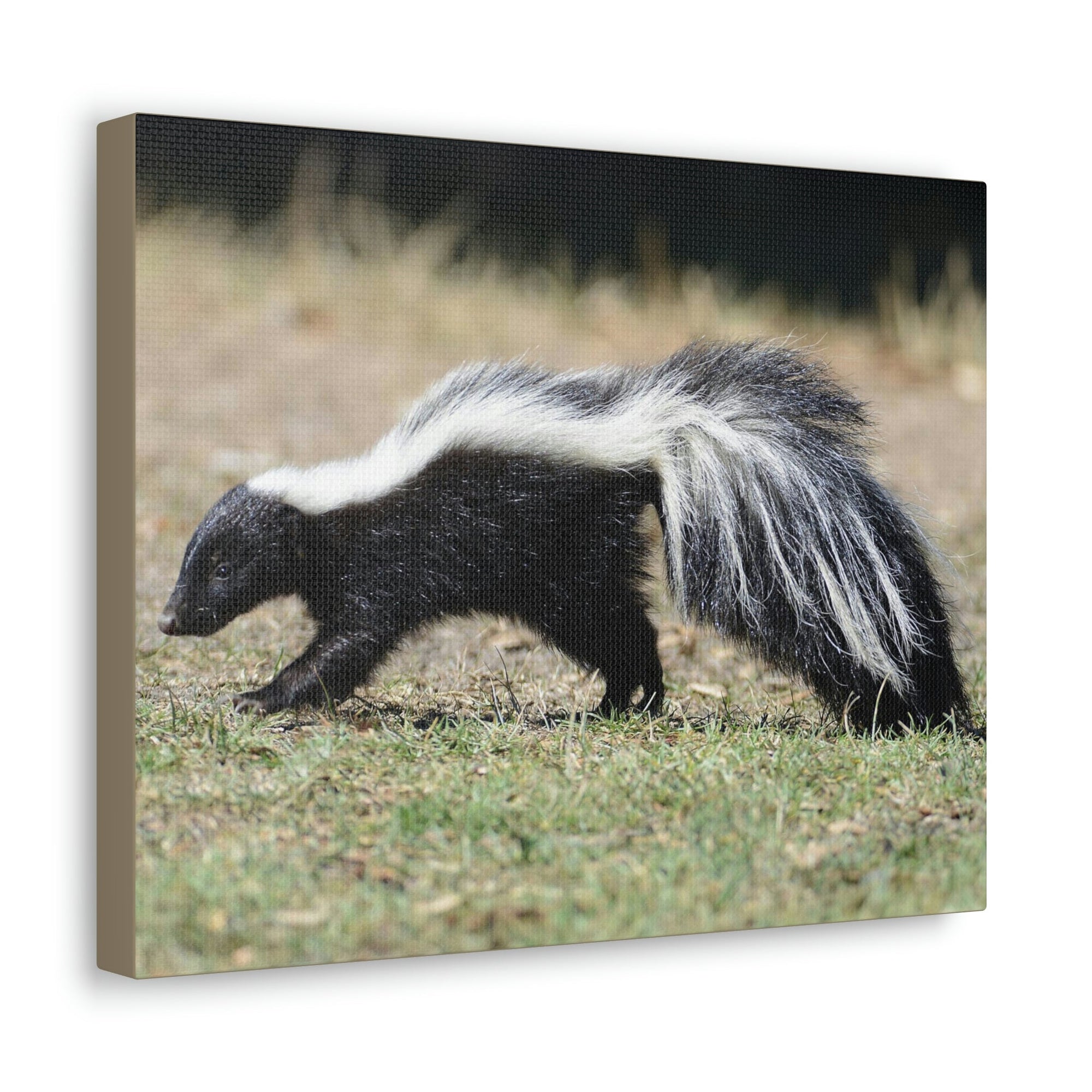 Scripture Walls Skunks Hunting Skunks on Hunt Print Animal Wall Art Wildlife Canvas Prints Wall Art Ready to Hang Unframed-Express Your Love Gifts