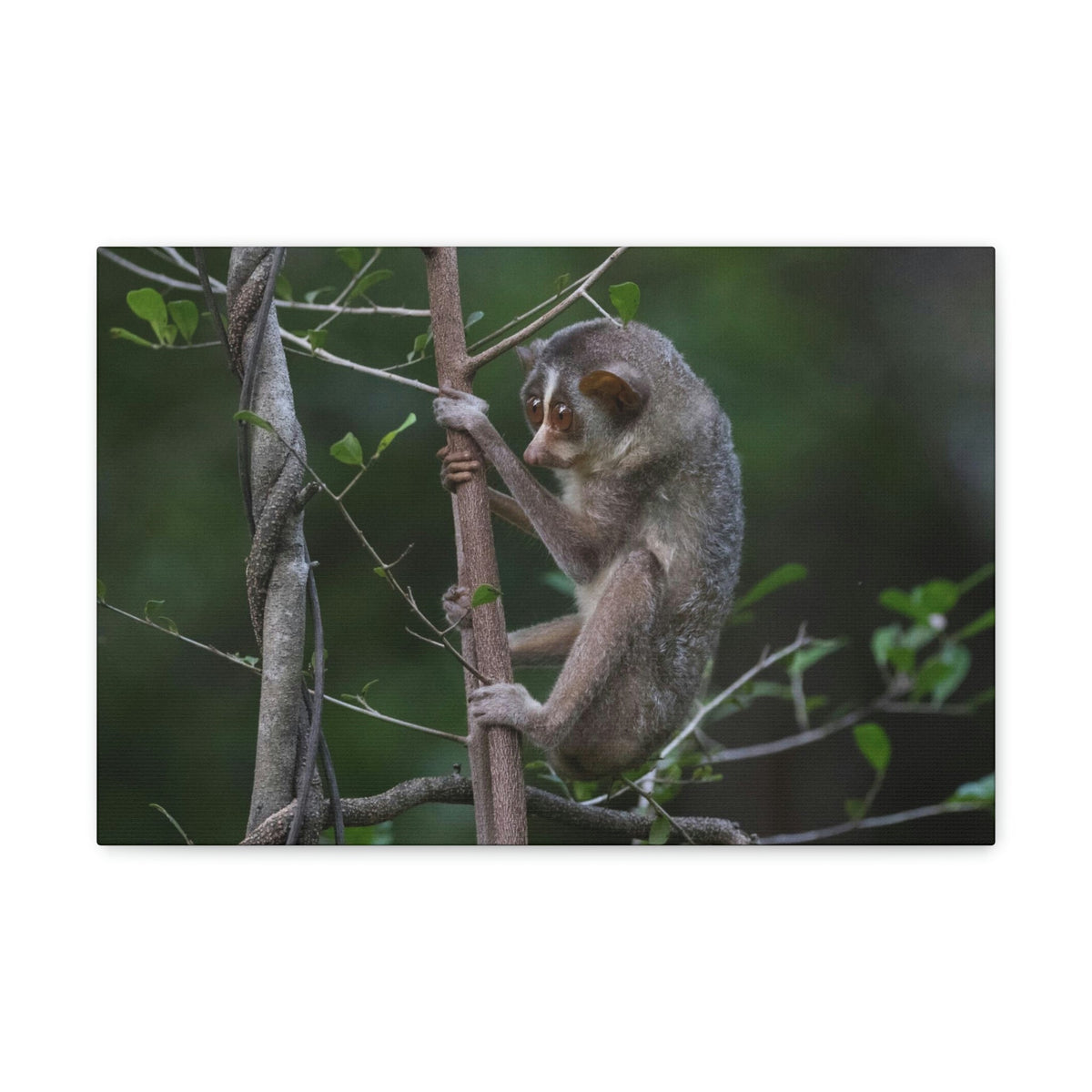 Scripture Walls Slender Loris Hunting Slender Loris on Hunt Print Animal Wall Art Wildlife Canvas Prints Wall Art Ready to Hang Unframed-Express Your Love Gifts