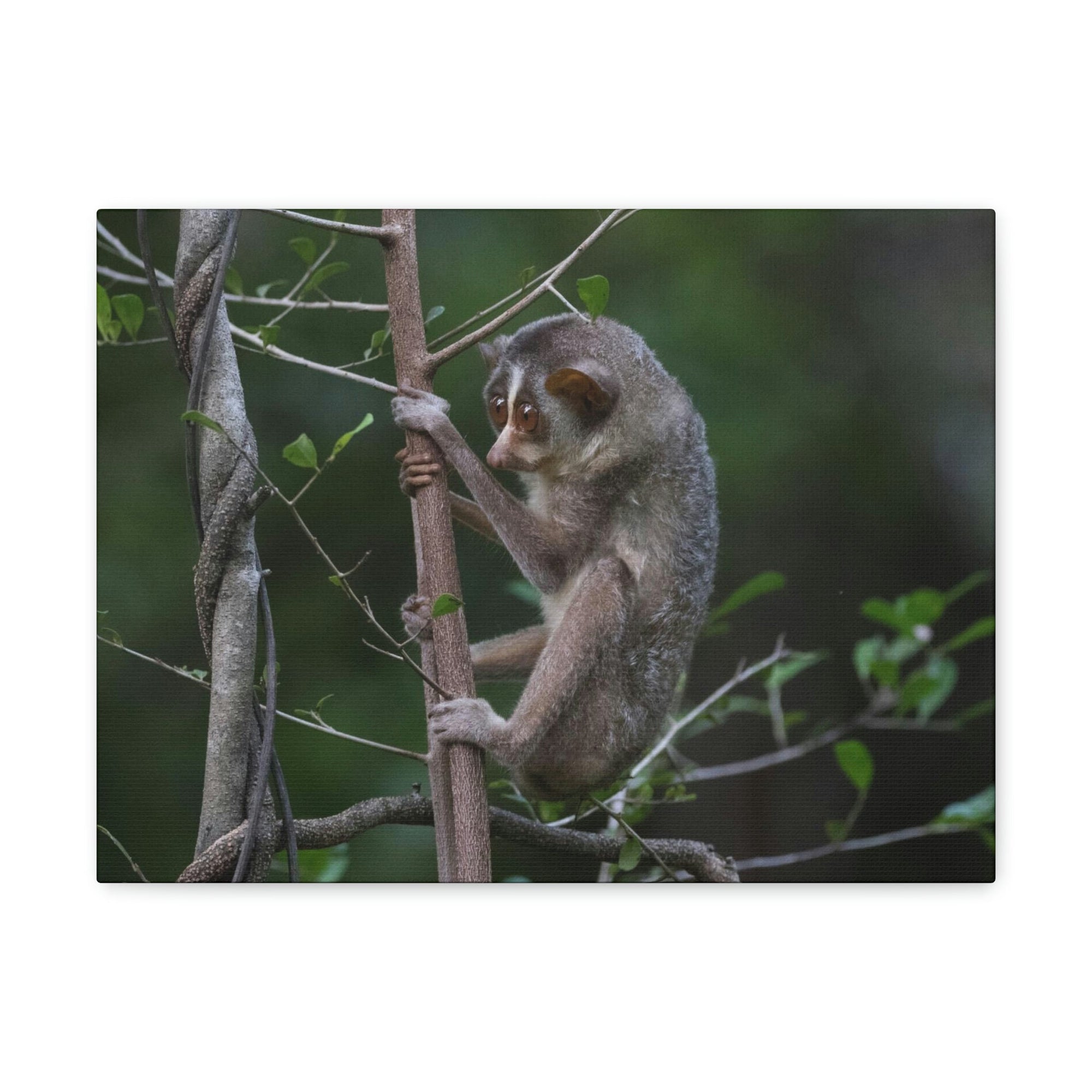 Scripture Walls Slender Loris Hunting Slender Loris on Hunt Print Animal Wall Art Wildlife Canvas Prints Wall Art Ready to Hang Unframed-Express Your Love Gifts