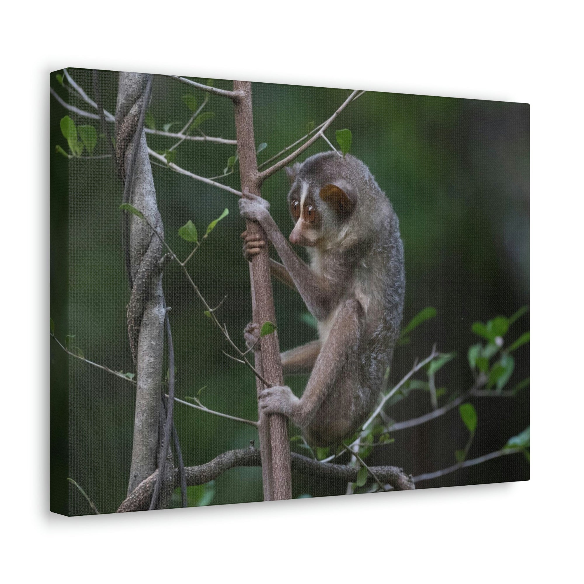 Scripture Walls Slender Loris Hunting Slender Loris on Hunt Print Animal Wall Art Wildlife Canvas Prints Wall Art Ready to Hang Unframed-Express Your Love Gifts