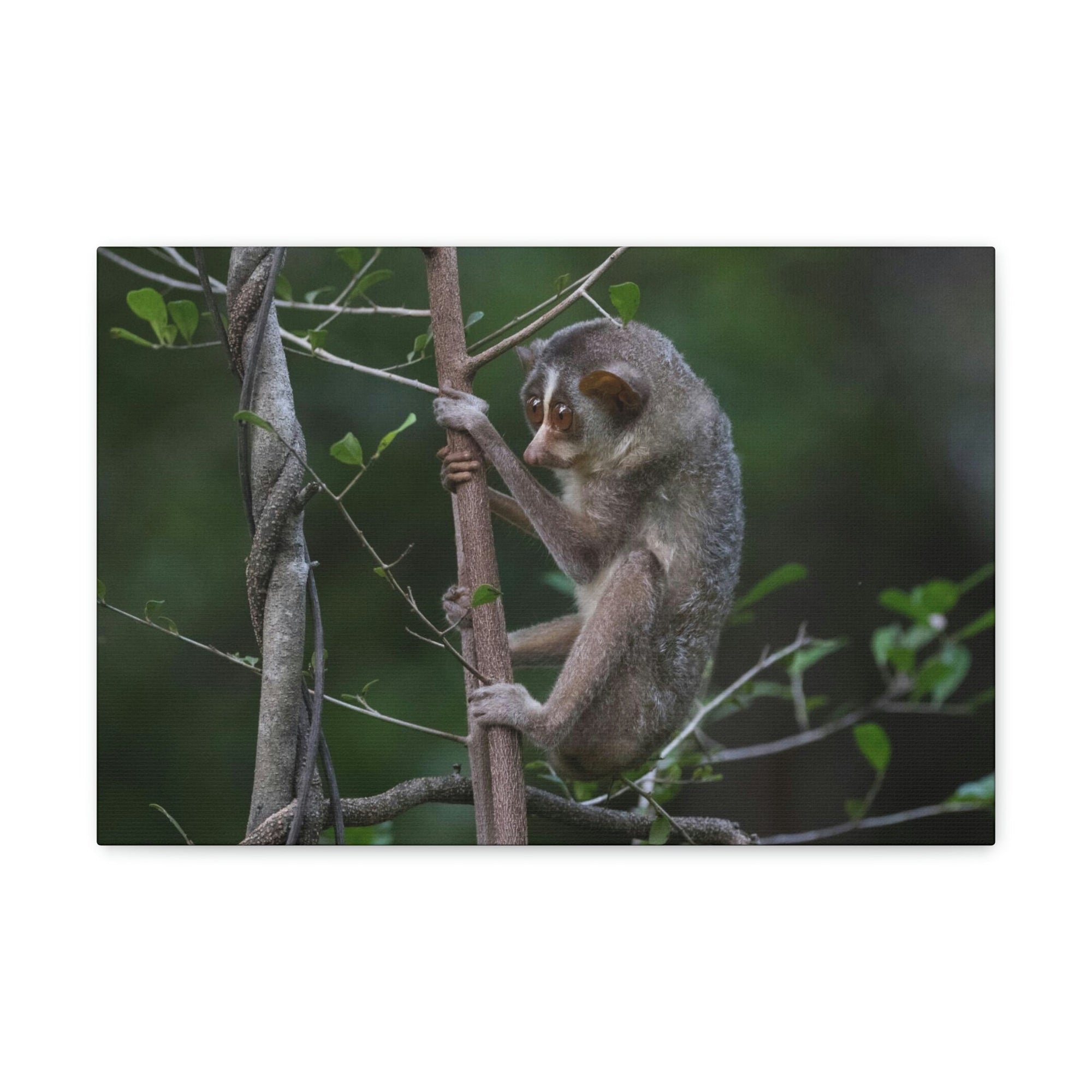 Scripture Walls Slender Loris Hunting Slender Loris on Hunt Print Animal Wall Art Wildlife Canvas Prints Wall Art Ready to Hang Unframed-Express Your Love Gifts