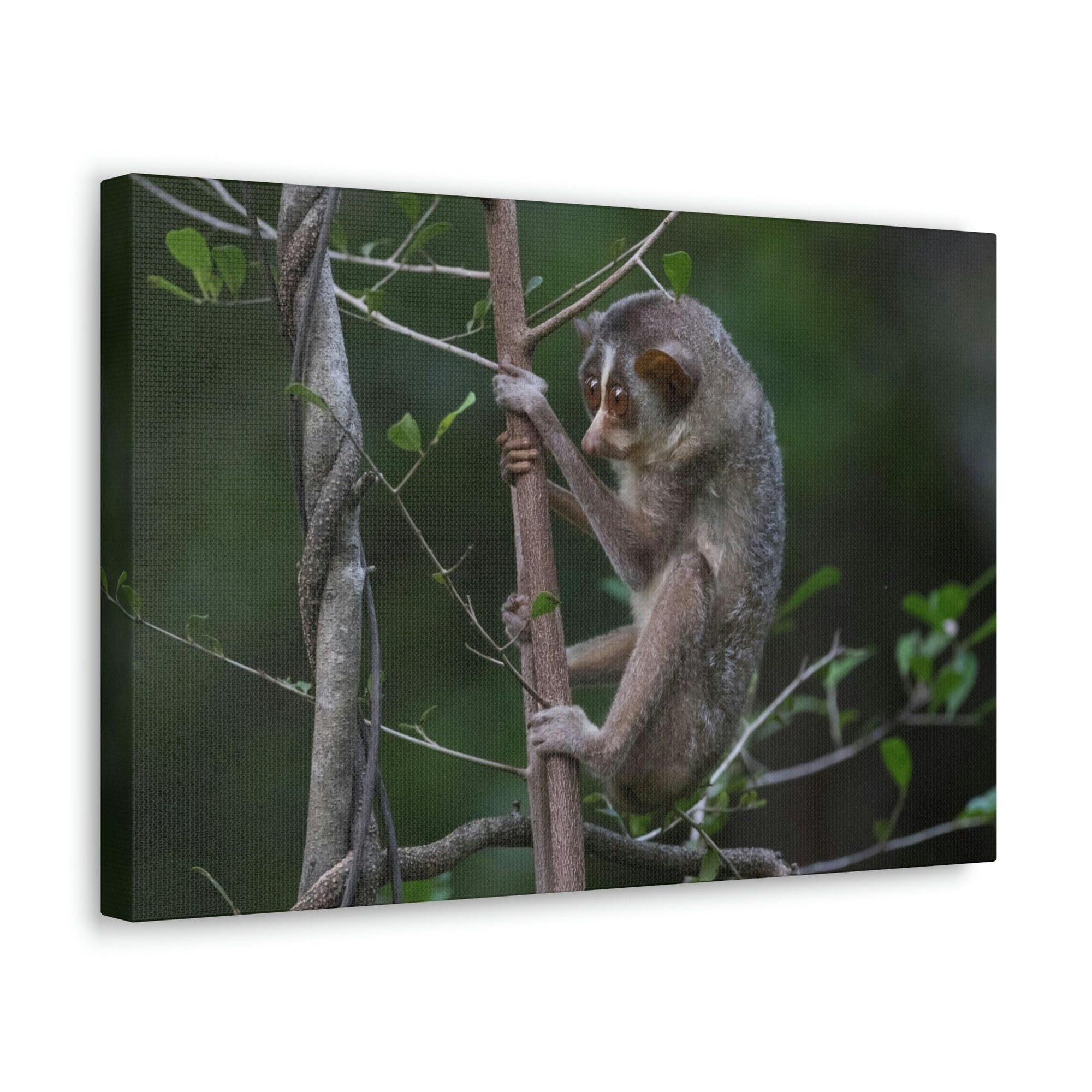 Scripture Walls Slender Loris Hunting Slender Loris on Hunt Print Animal Wall Art Wildlife Canvas Prints Wall Art Ready to Hang Unframed-Express Your Love Gifts