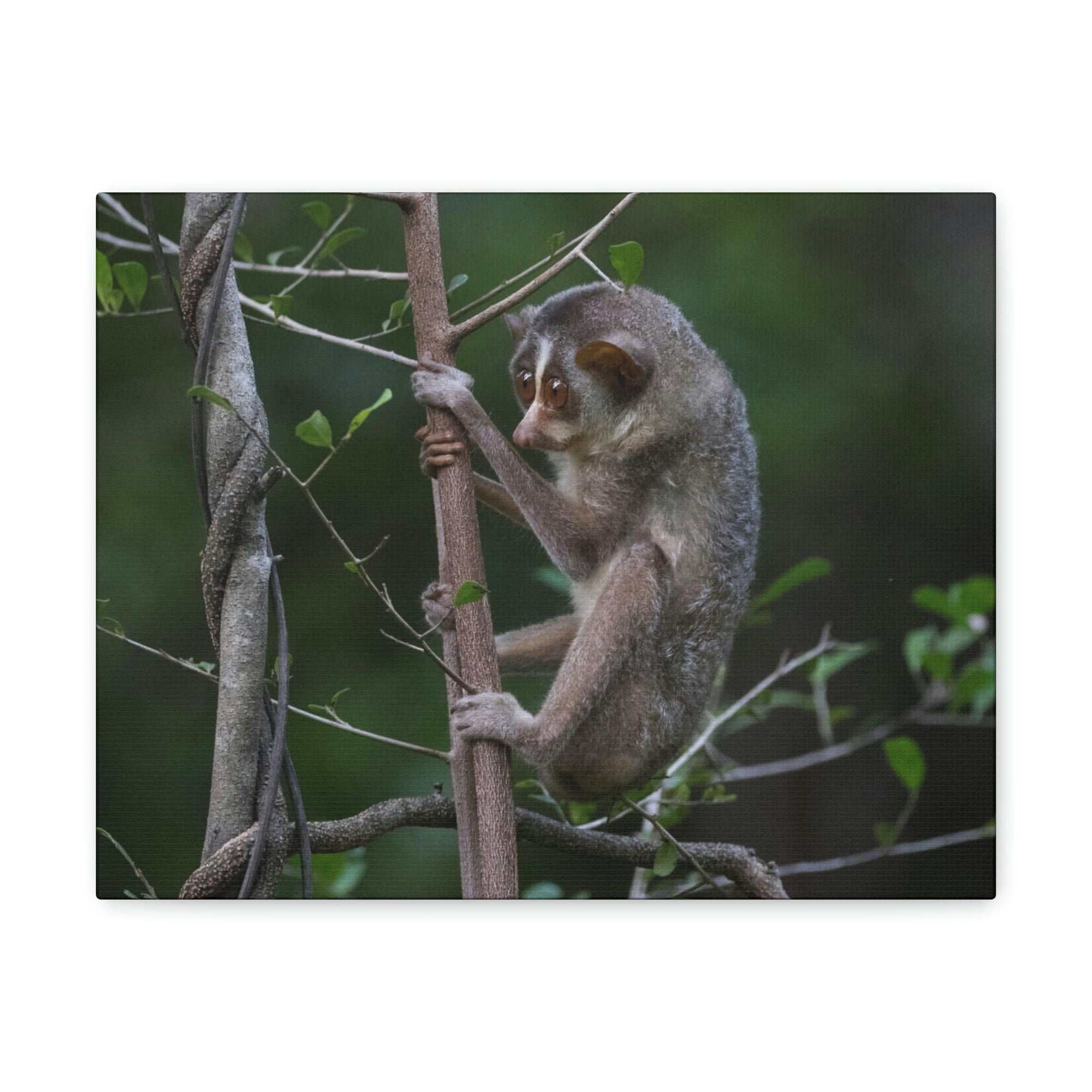 Scripture Walls Slender Loris Hunting Slender Loris on Hunt Print Animal Wall Art Wildlife Canvas Prints Wall Art Ready to Hang Unframed-Express Your Love Gifts