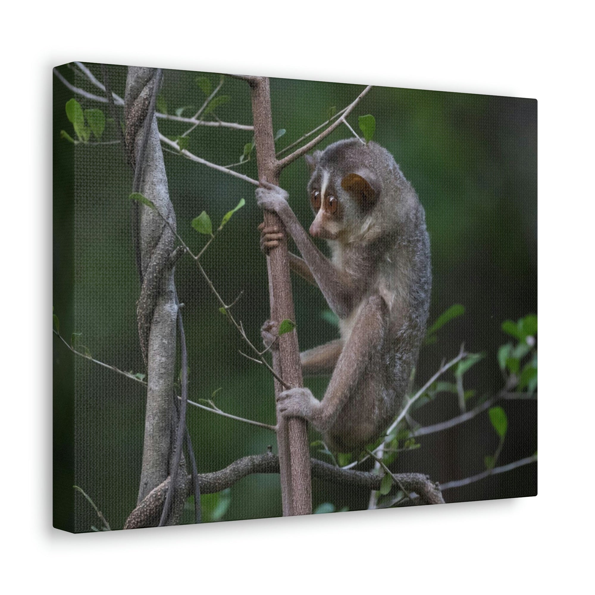 Scripture Walls Slender Loris Hunting Slender Loris on Hunt Print Animal Wall Art Wildlife Canvas Prints Wall Art Ready to Hang Unframed-Express Your Love Gifts