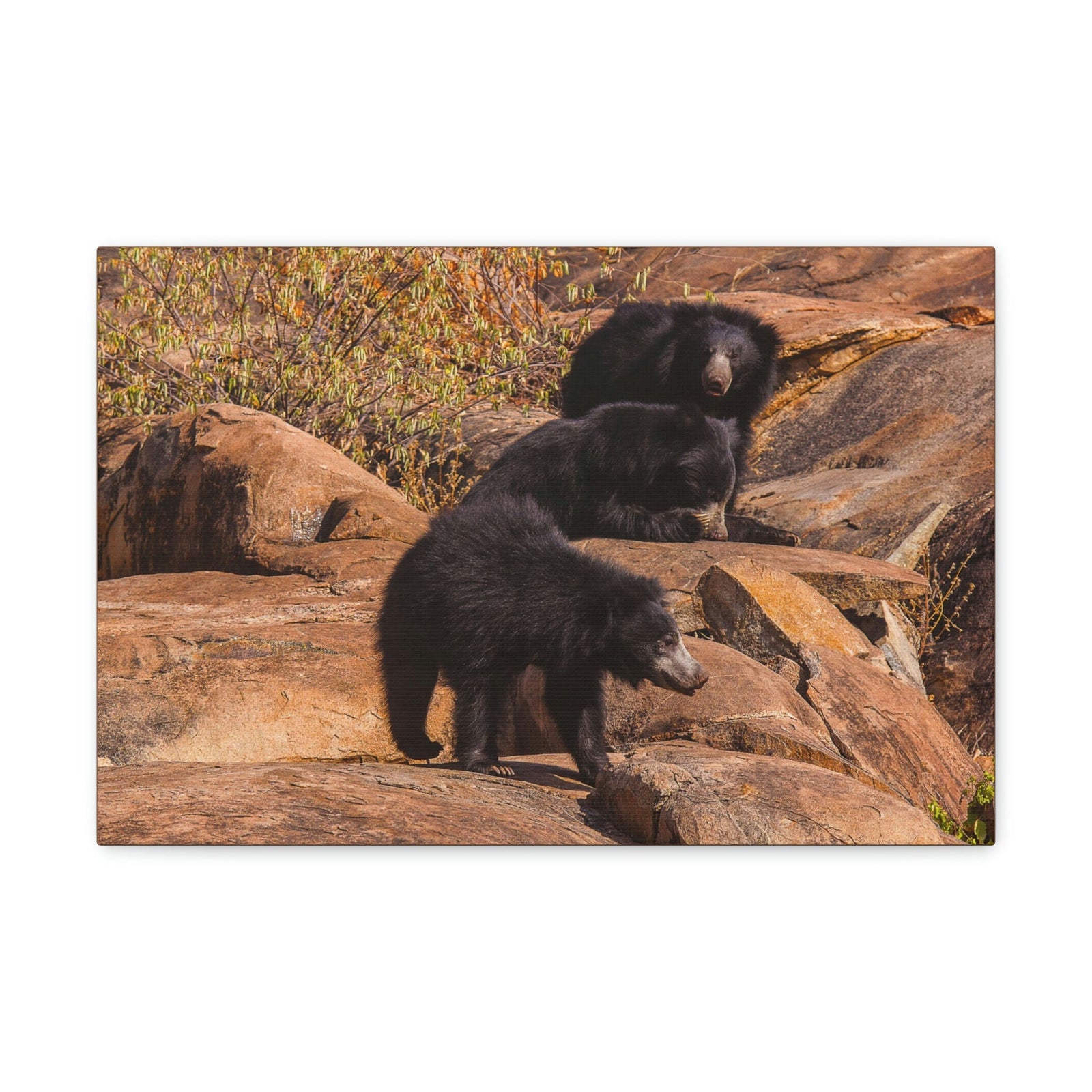 Scripture Walls Sloth Bear Group Sloth Bear Troop Print Animal Wall Art Wildlife Canvas Prints Wall Art Ready to Hang Unframed-Express Your Love Gifts