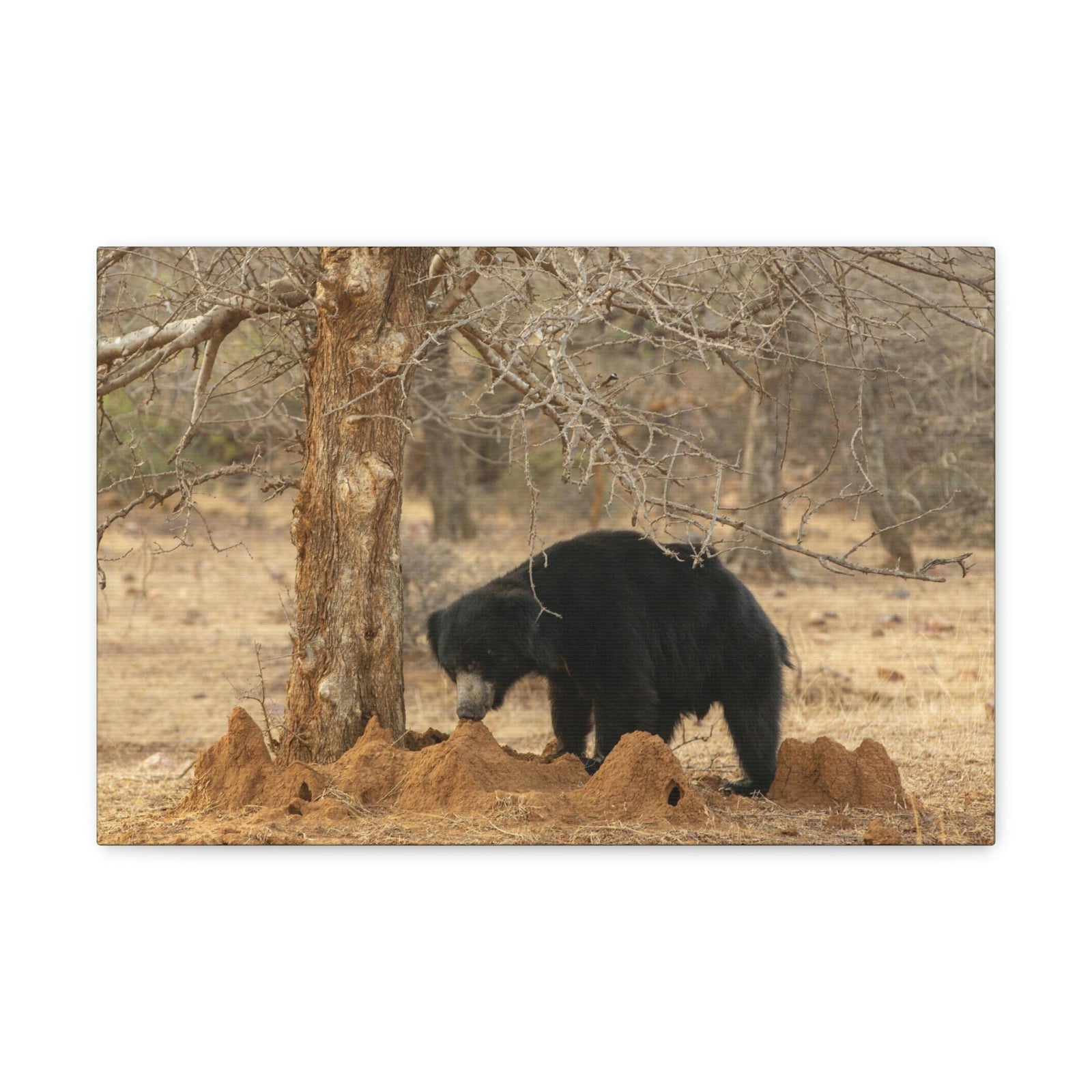 Scripture Walls Sloth Bear Hunting Sloth Bear on Hunt Print Animal Wall Art Wildlife Canvas Prints Wall Art Ready to Hang Unframed-Express Your Love Gifts