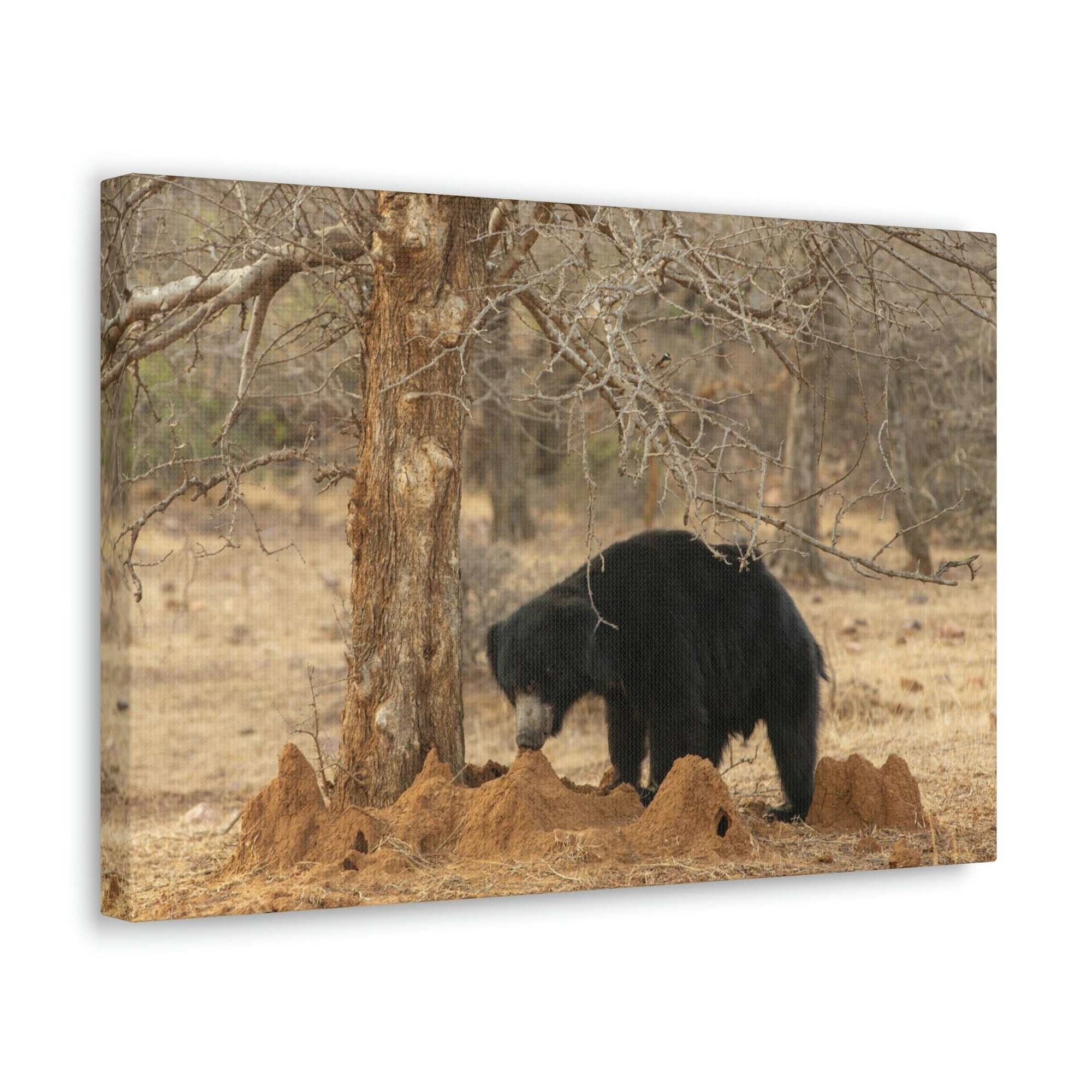 Scripture Walls Sloth Bear Hunting Sloth Bear on Hunt Print Animal Wall Art Wildlife Canvas Prints Wall Art Ready to Hang Unframed-Express Your Love Gifts