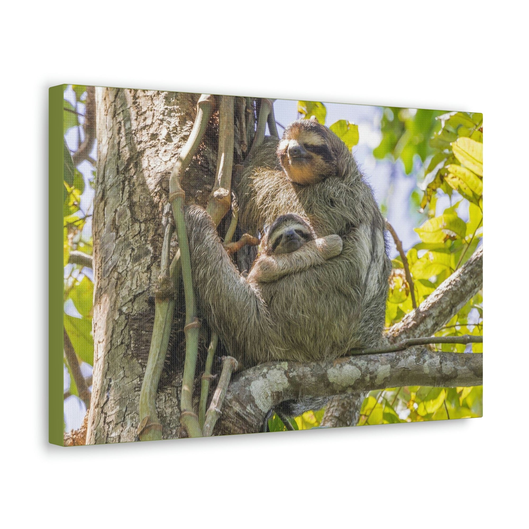 Scripture Walls Sloth Group Sloth Troop Print Animal Wall Art Wildlife Canvas Prints Wall Art Ready to Hang Unframed-Express Your Love Gifts