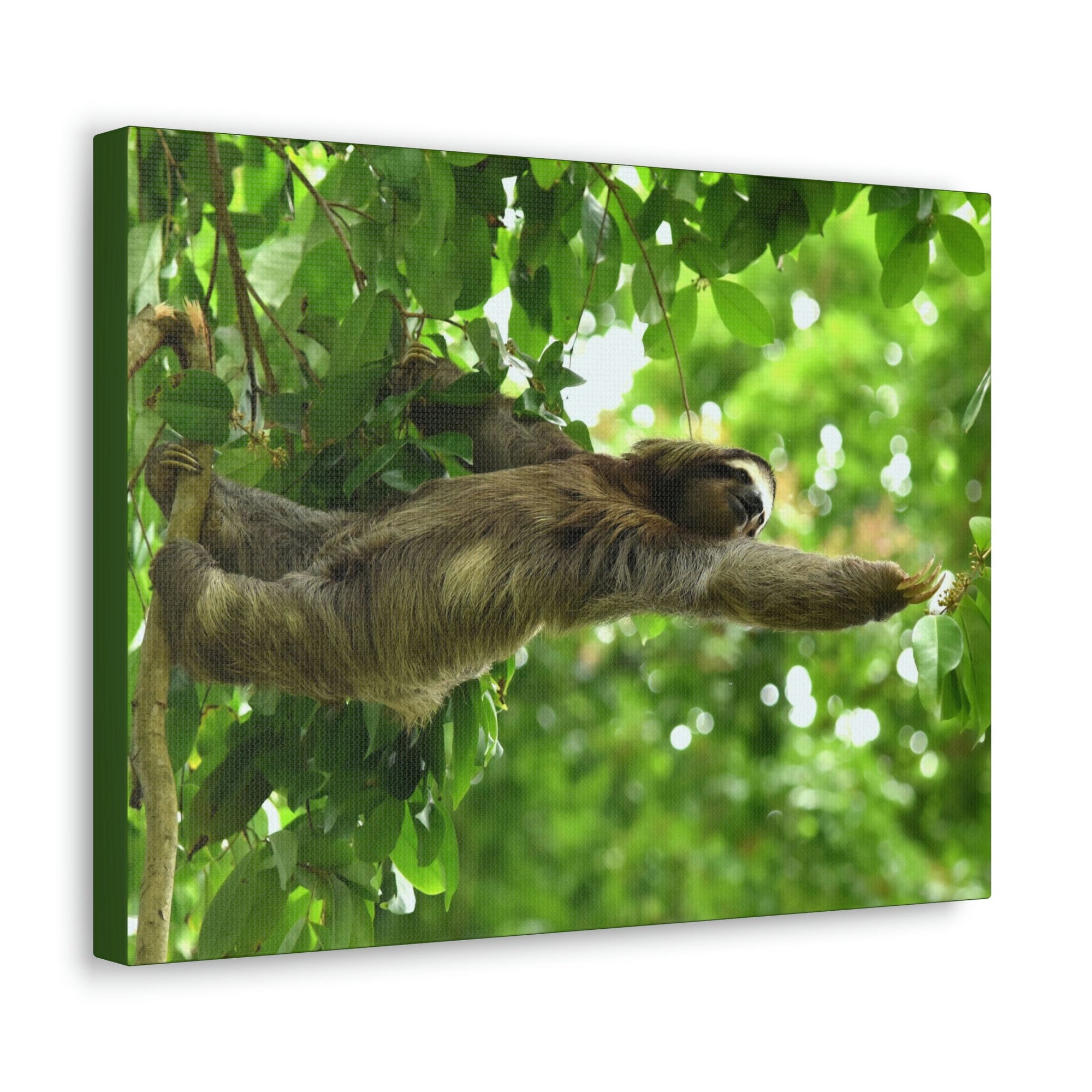 Scripture Walls Sloth Hunting Sloth on Hunt Print Animal Wall Art Wildlife Canvas Prints Wall Art Ready to Hang Unframed-Express Your Love Gifts