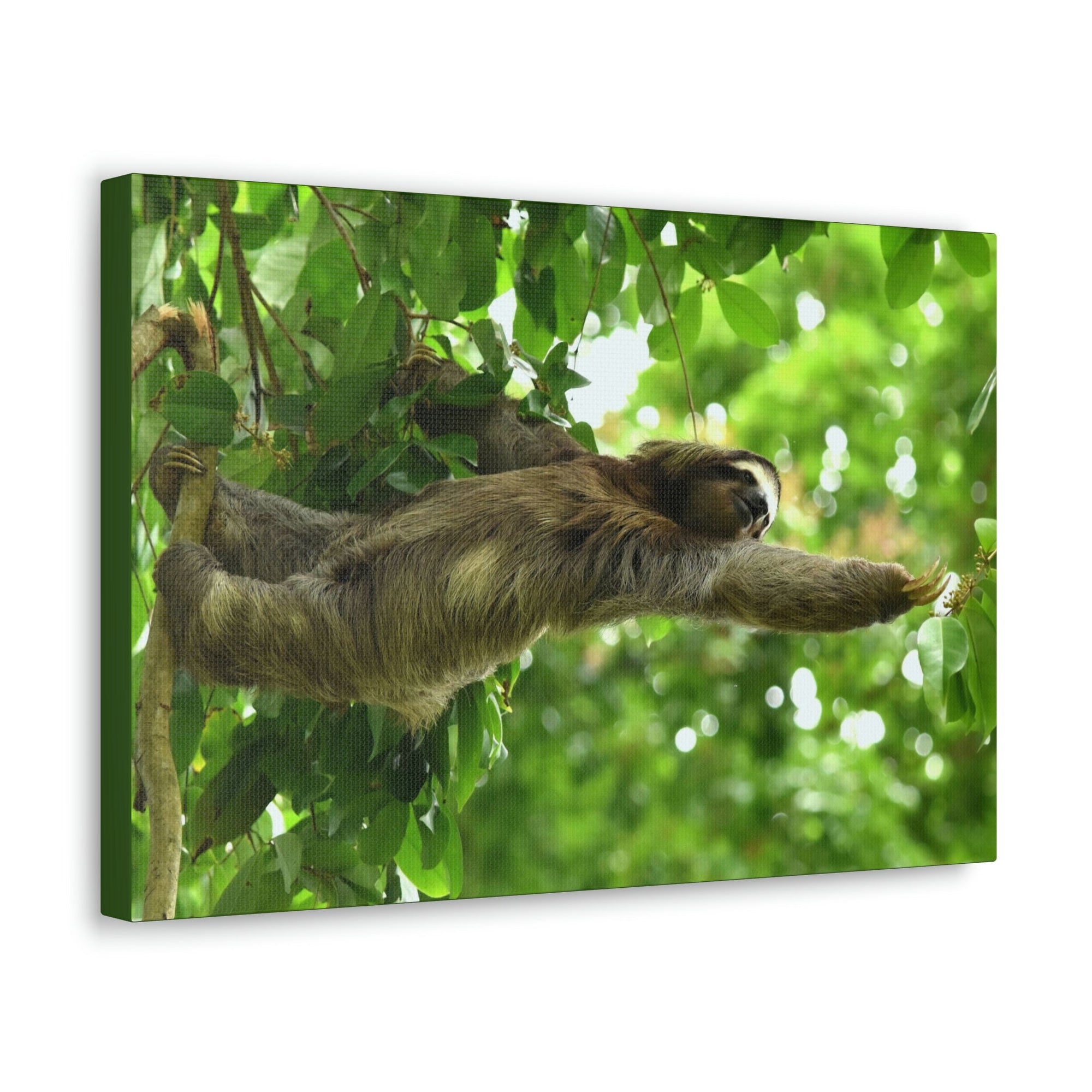 Scripture Walls Sloth Hunting Sloth on Hunt Print Animal Wall Art Wildlife Canvas Prints Wall Art Ready to Hang Unframed-Express Your Love Gifts