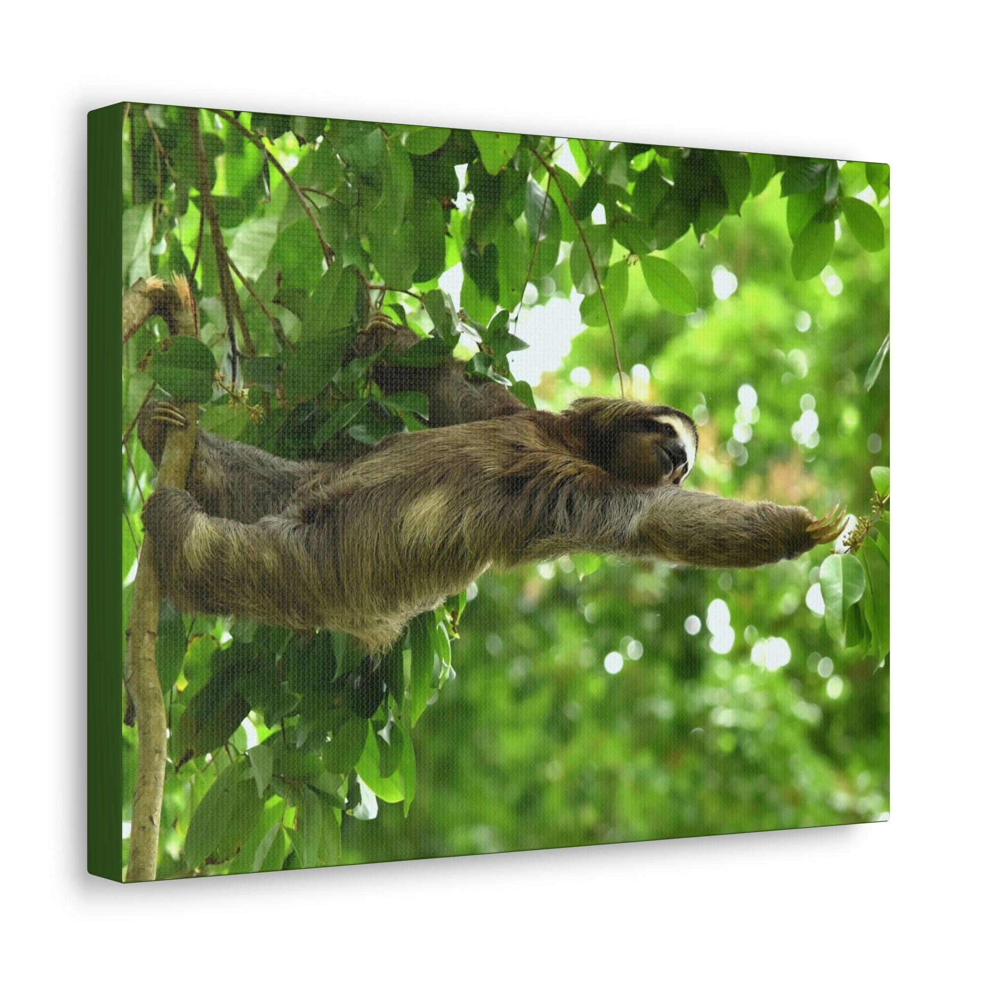 Scripture Walls Sloth Hunting Sloth on Hunt Print Animal Wall Art Wildlife Canvas Prints Wall Art Ready to Hang Unframed-Express Your Love Gifts