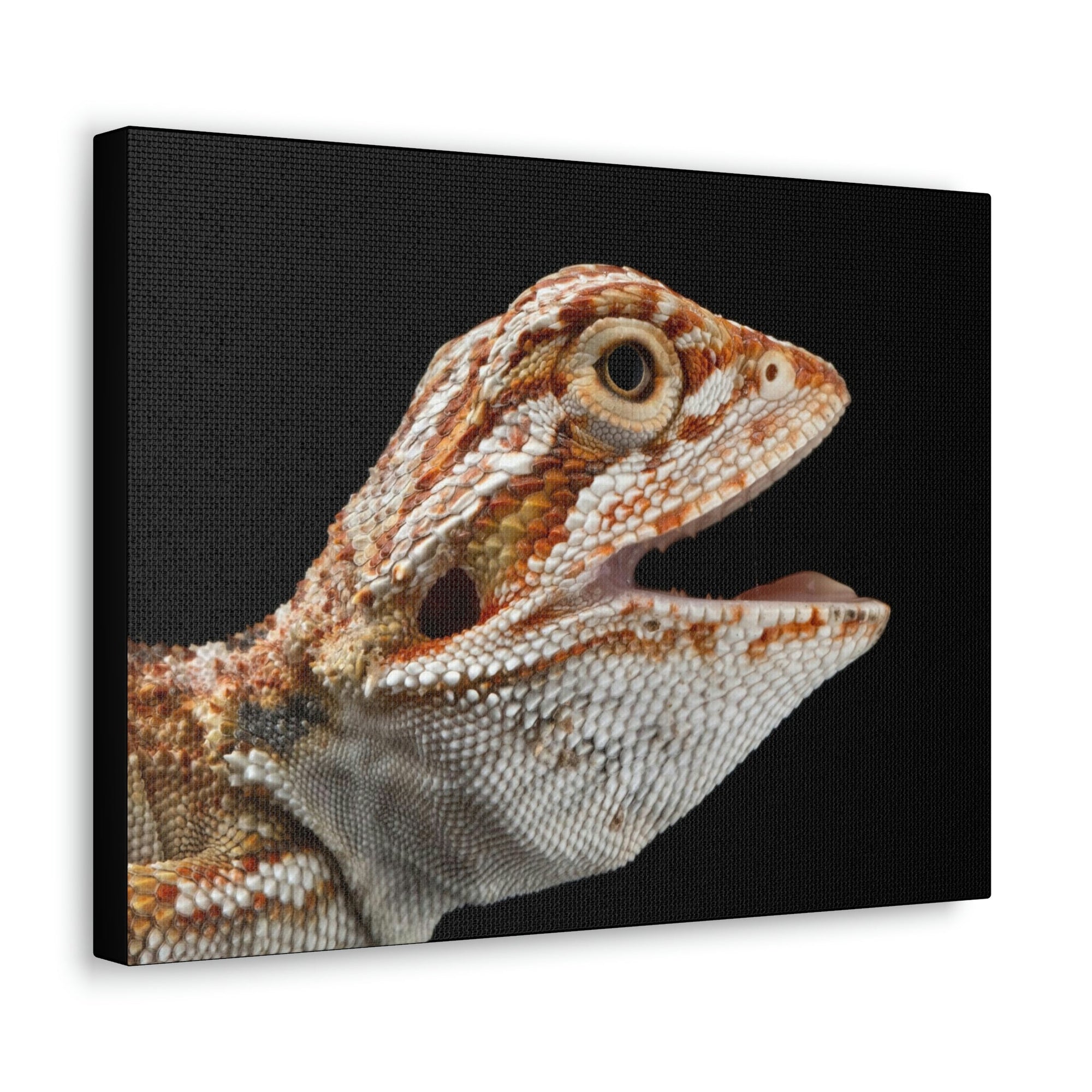 Scripture Walls Smiling Bearded Dragon Baby Close Up Print Animal Wall Art Wildlife Canvas Prints Wall Art Ready to Hang Unframed-Express Your Love Gifts