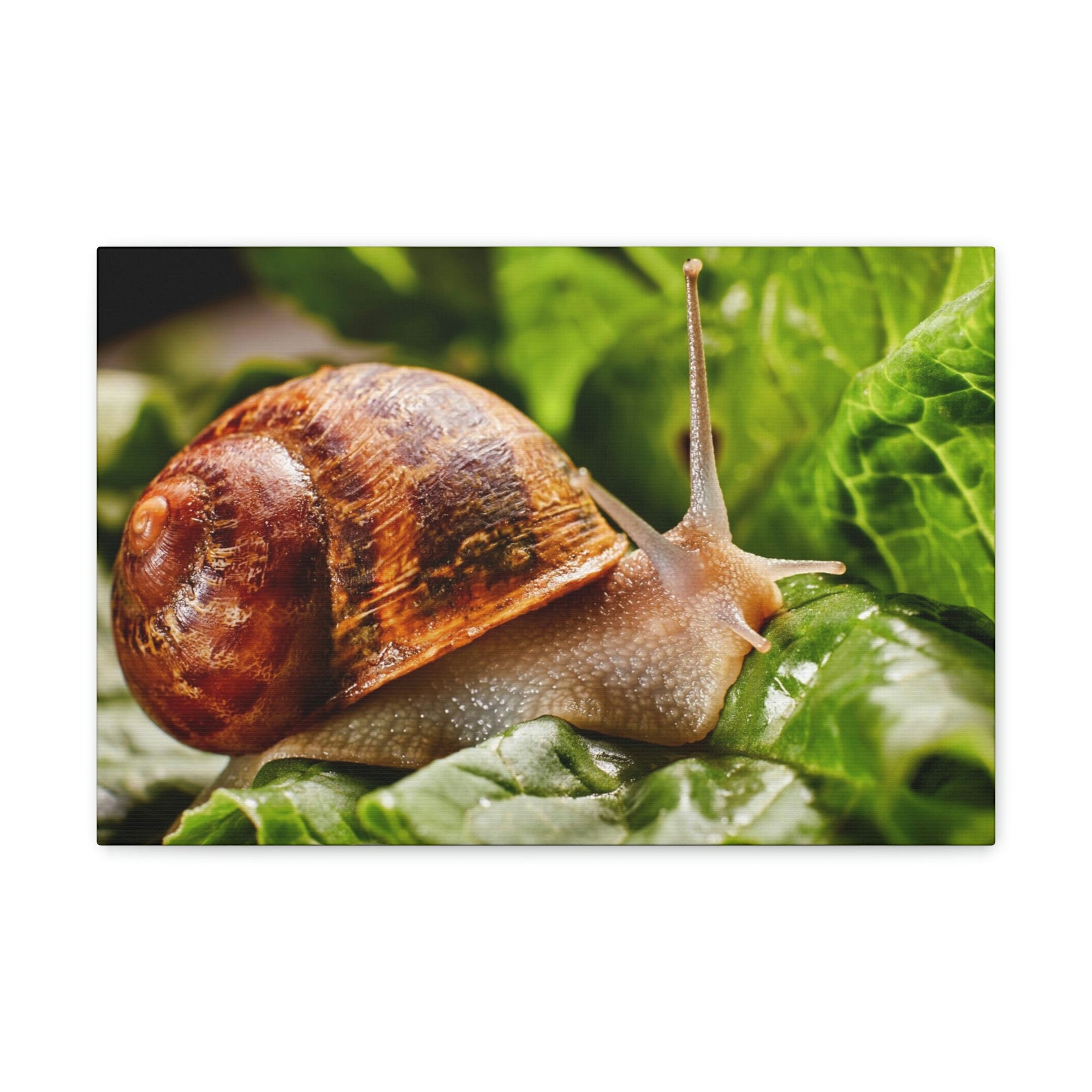 Scripture Walls Snails Hunting Snails on Hunt Print Animal Wall Art Wildlife Canvas Prints Wall Art Ready to Hang Unframed-Express Your Love Gifts