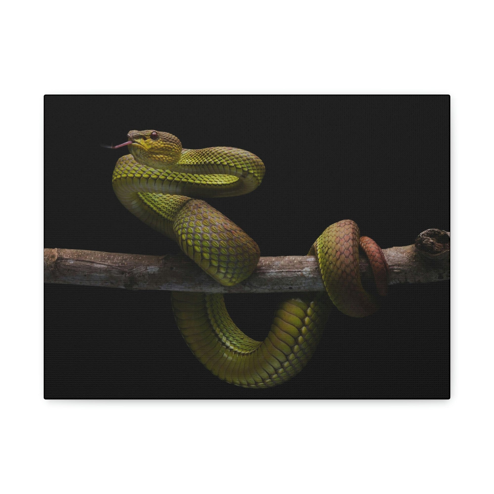 Scripture Walls Snake Hunting Snake on Hunt Print Animal Wall Art Wildlife Canvas Prints Wall Art Ready to Hang Unframed-Express Your Love Gifts