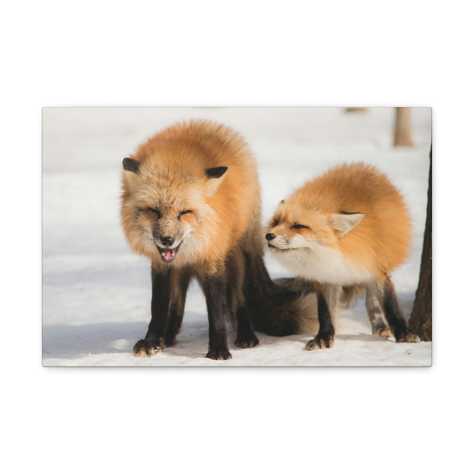 Scripture Walls Snow Fox Couple Snow Fox Couple Print Animal Wall Art Wildlife Canvas Prints Wall Art Ready to Hang Unframed-Express Your Love Gifts