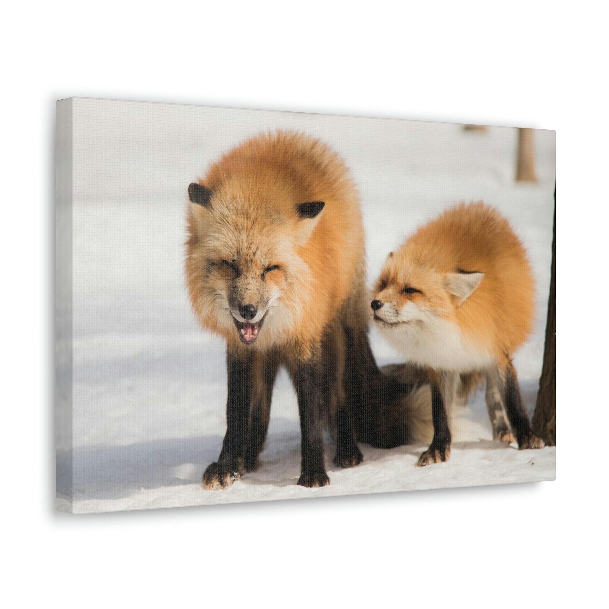 Scripture Walls Snow Fox Couple Snow Fox Couple Print Animal Wall Art Wildlife Canvas Prints Wall Art Ready to Hang Unframed-Express Your Love Gifts