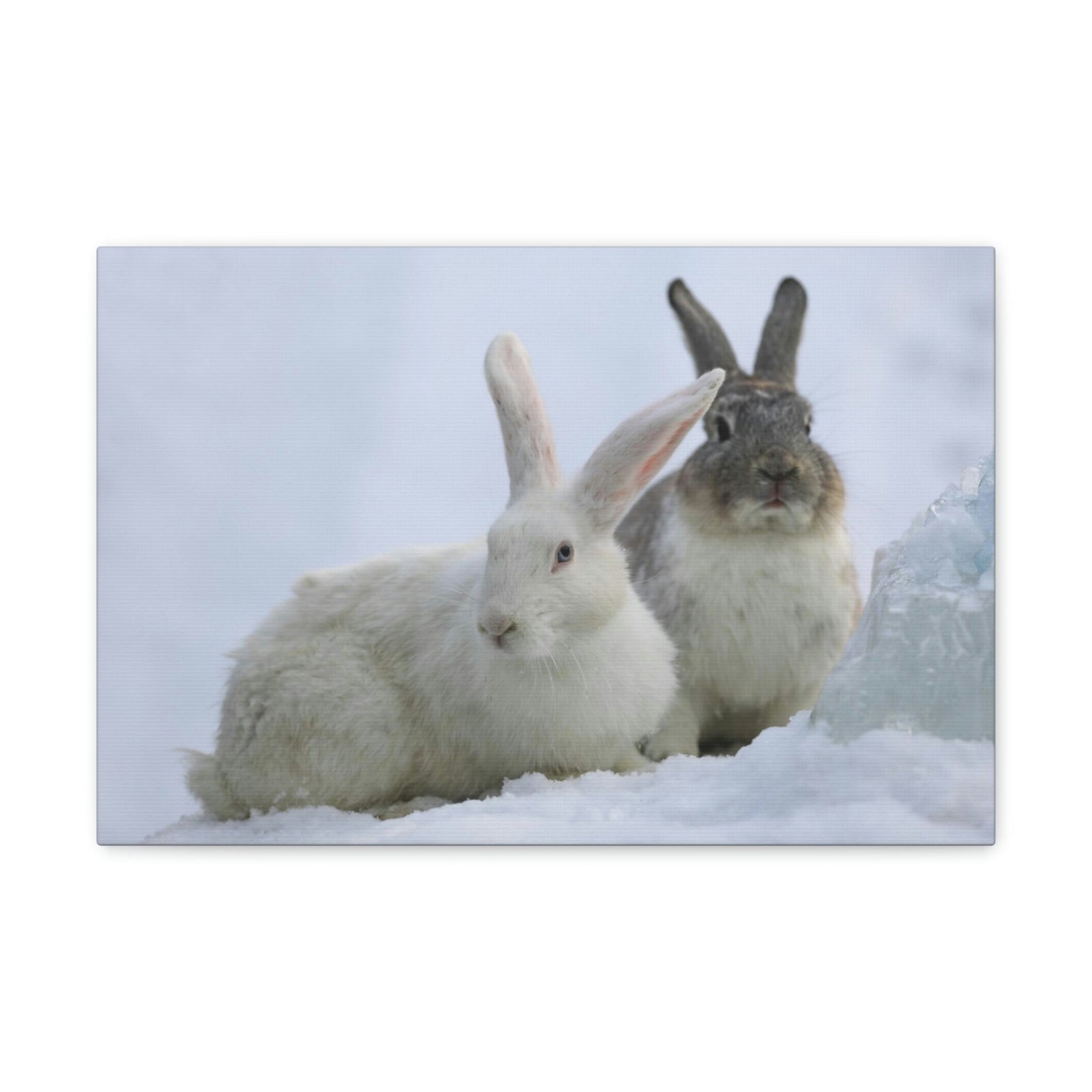 Scripture Walls Snow Hare Couple Snow Hare Couple Print Animal Wall Art Wildlife Canvas Prints Wall Art Ready to Hang Unframed-Express Your Love Gifts