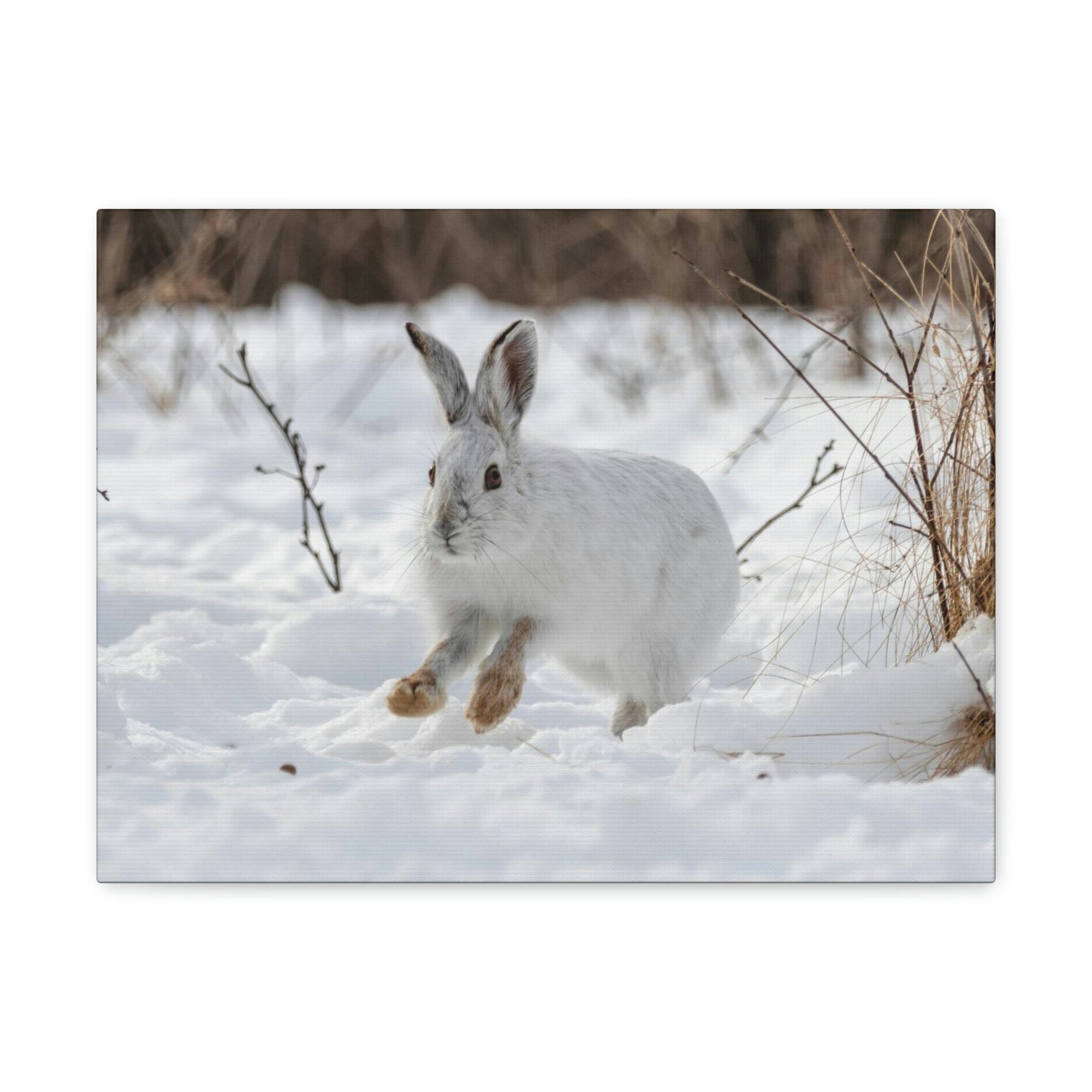 Scripture Walls Snow Hare Hunting Snow Hare on Hunt Print Animal Wall Art Wildlife Canvas Prints Wall Art Ready to Hang Unframed-Express Your Love Gifts