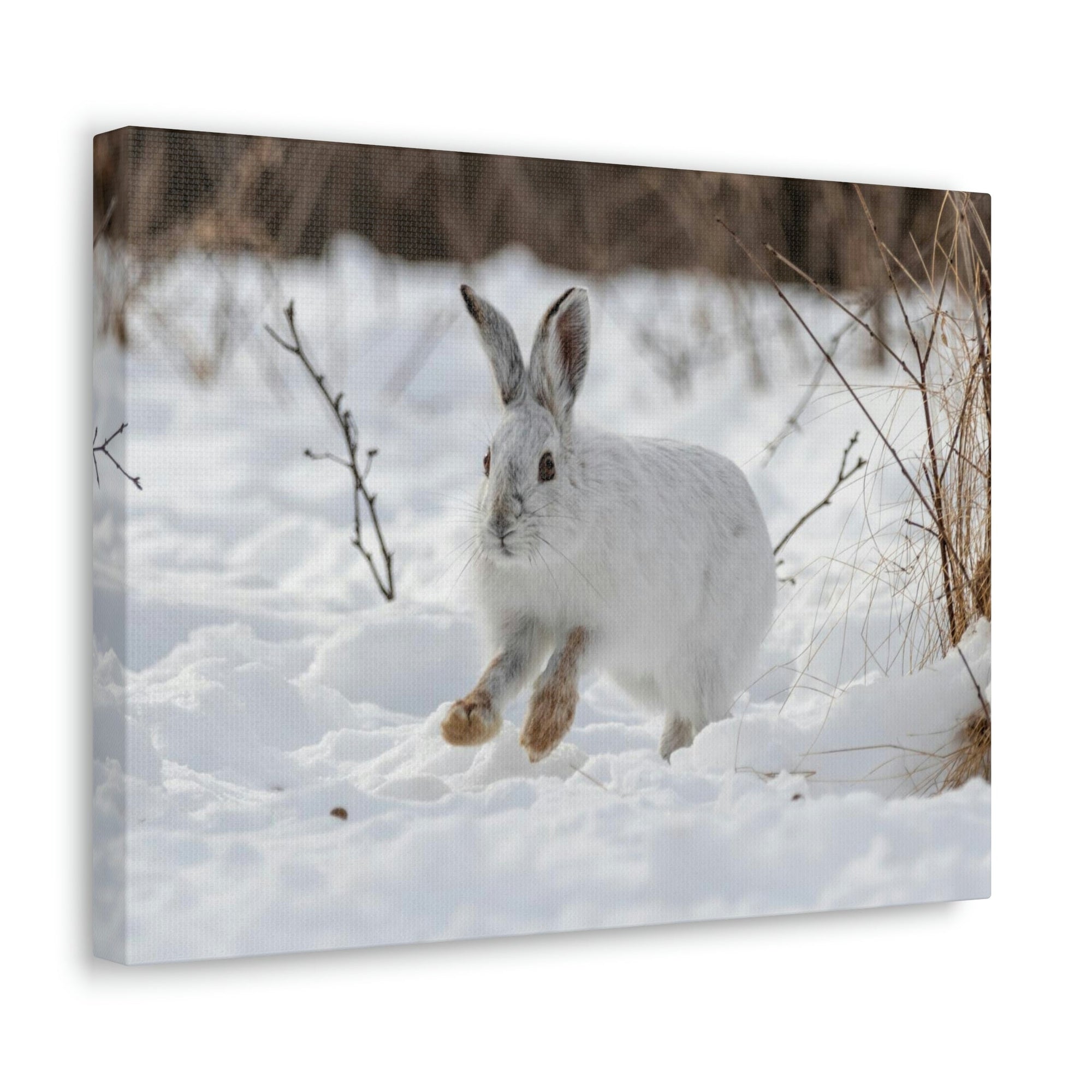 Scripture Walls Snow Hare Hunting Snow Hare on Hunt Print Animal Wall Art Wildlife Canvas Prints Wall Art Ready to Hang Unframed-Express Your Love Gifts