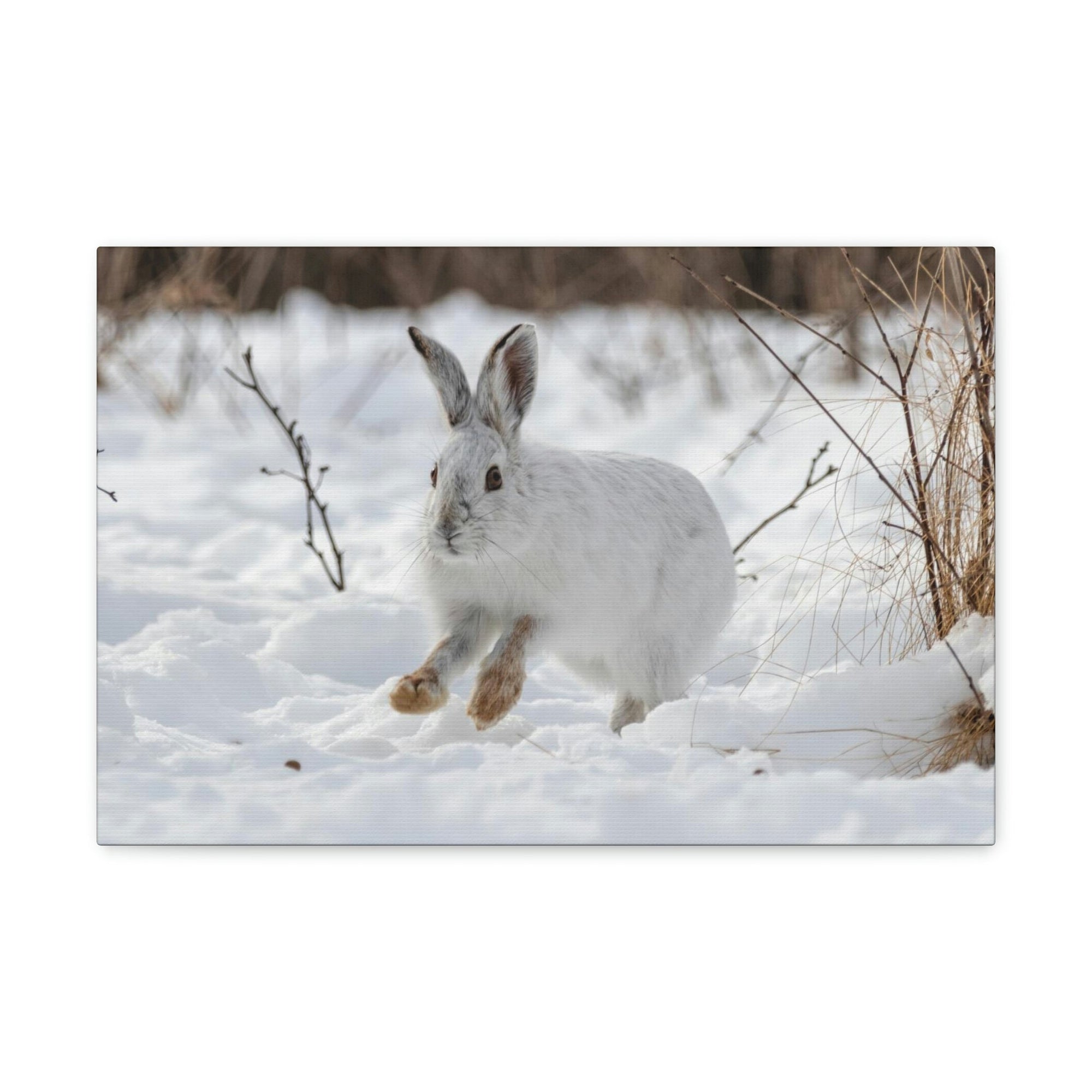 Scripture Walls Snow Hare Hunting Snow Hare on Hunt Print Animal Wall Art Wildlife Canvas Prints Wall Art Ready to Hang Unframed-Express Your Love Gifts