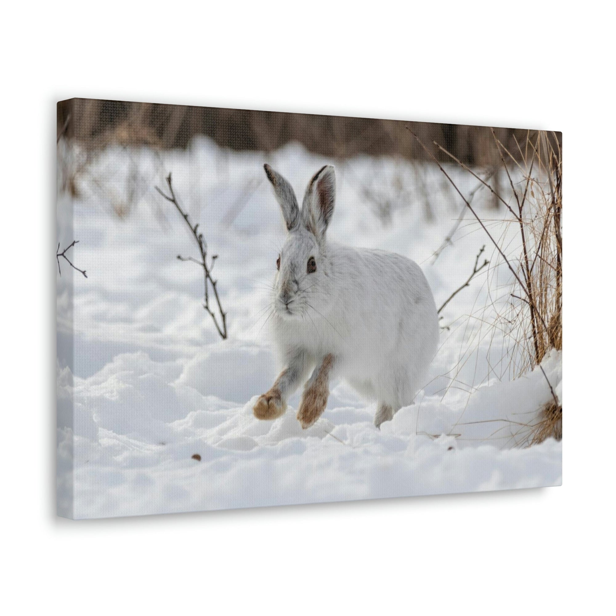 Scripture Walls Snow Hare Hunting Snow Hare on Hunt Print Animal Wall Art Wildlife Canvas Prints Wall Art Ready to Hang Unframed-Express Your Love Gifts