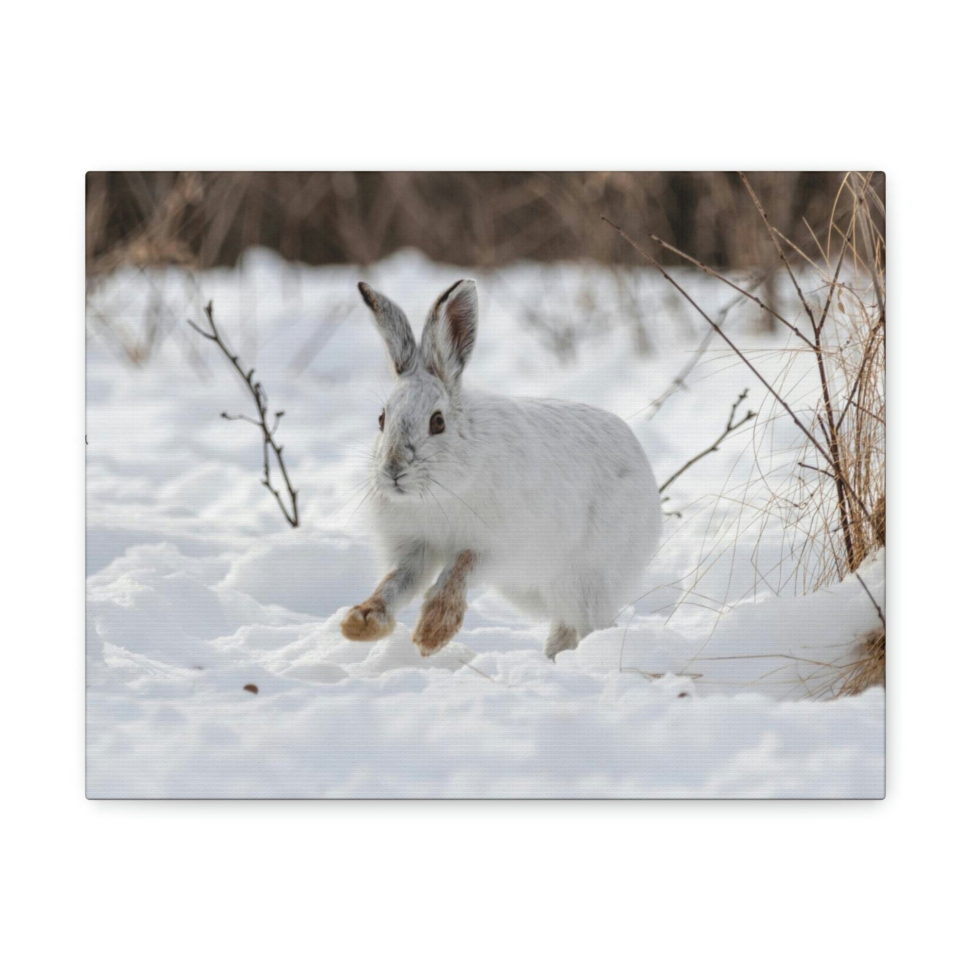 Scripture Walls Snow Hare Hunting Snow Hare on Hunt Print Animal Wall Art Wildlife Canvas Prints Wall Art Ready to Hang Unframed-Express Your Love Gifts