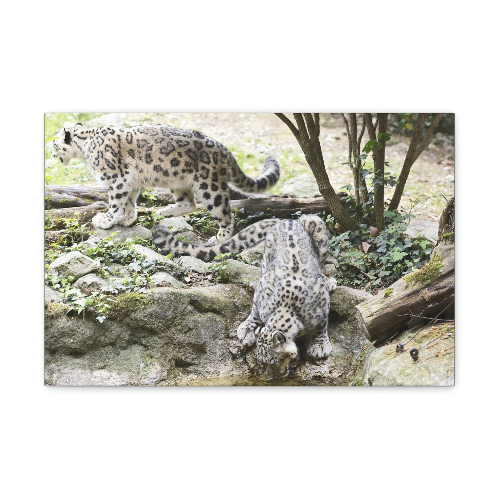 Scripture Walls Snow Leopard Couple Snow Leopard Couple Print Animal Wall Art Wildlife Canvas Prints Wall Art Ready to Hang Unframed-Express Your Love Gifts