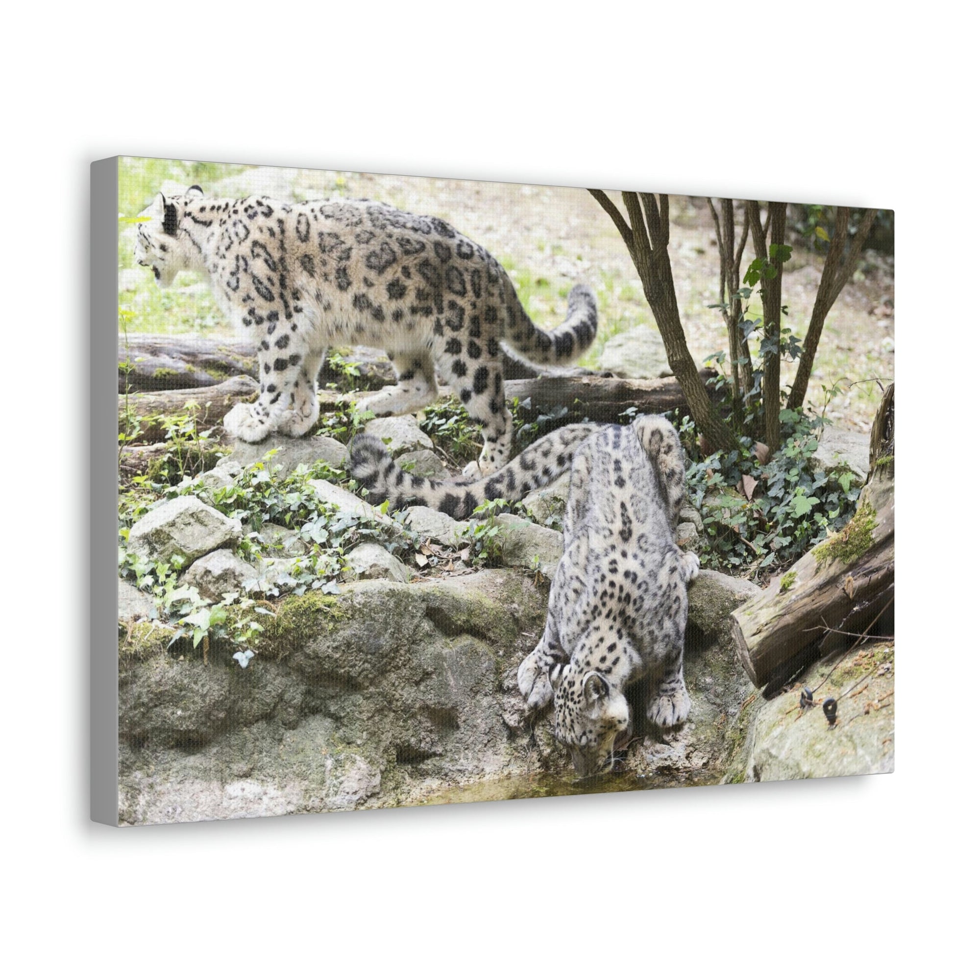 Scripture Walls Snow Leopard Couple Snow Leopard Couple Print Animal Wall Art Wildlife Canvas Prints Wall Art Ready to Hang Unframed-Express Your Love Gifts