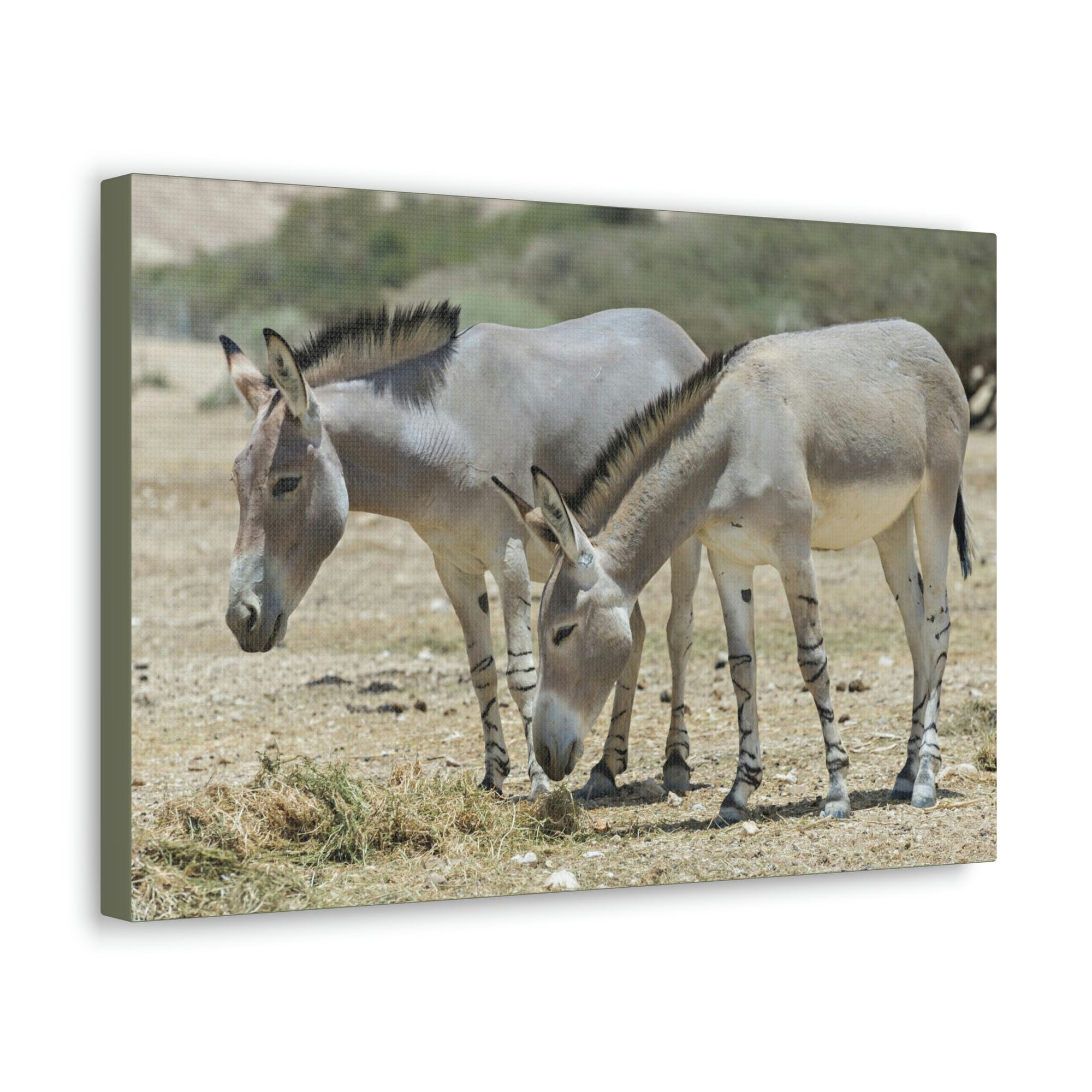 Scripture Walls Somali Wild Ass Couple Somali Wild Ass Couple Print Animal Wall Art Wildlife Canvas Prints Wall Art Ready to Hang Unframed-Express Your Love Gifts