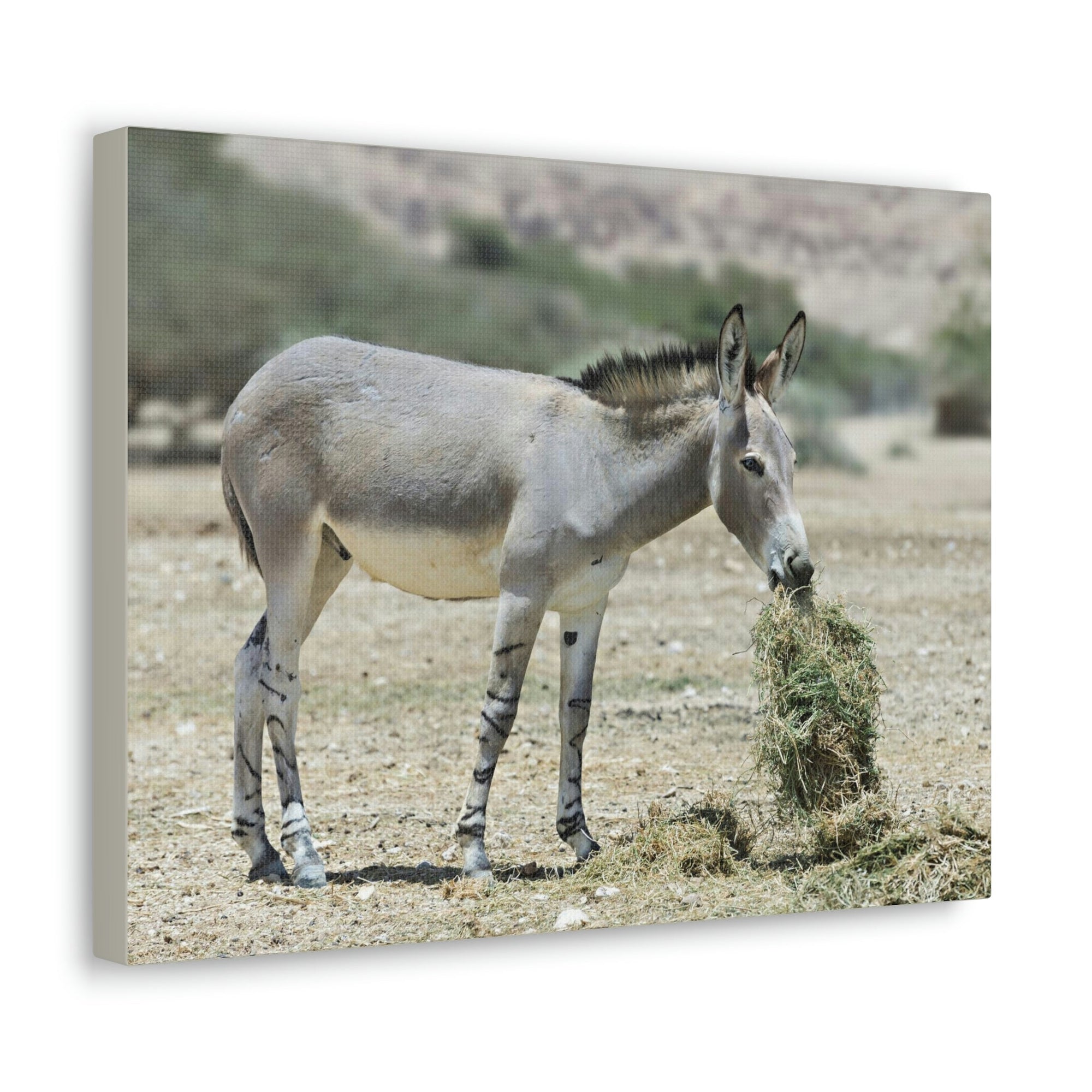 Scripture Walls Somali Wild Ass Hunting Somali Wild Ass on Hunt Print Animal Wall Art Wildlife Canvas Prints Wall Art Ready to Hang Unframed-Express Your Love Gifts