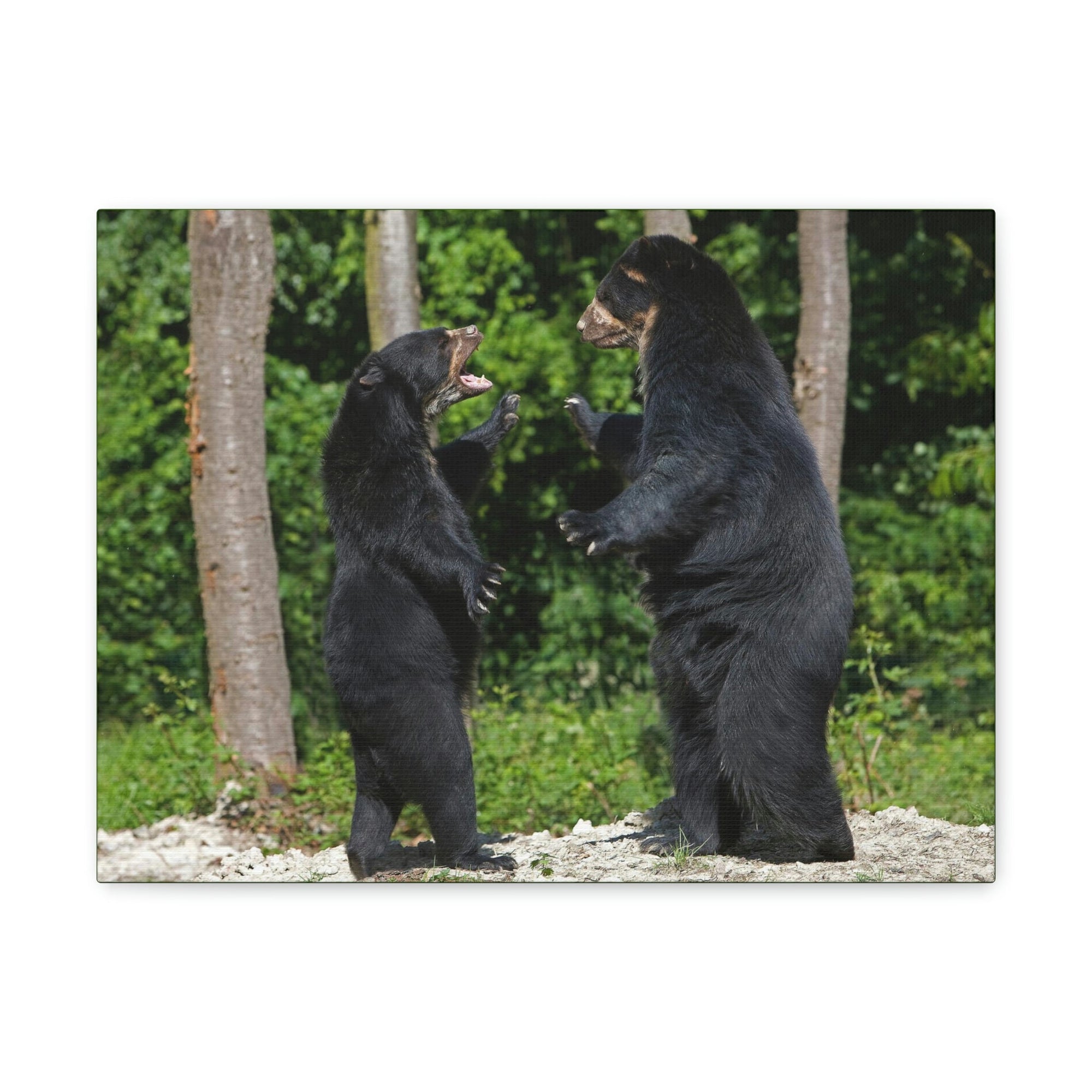 Scripture Walls Spectacled Bear Couple Spectacled Bear Couple Print Animal Wall Art Wildlife Canvas Prints Wall Art Ready to Hang Unframed-Express Your Love Gifts