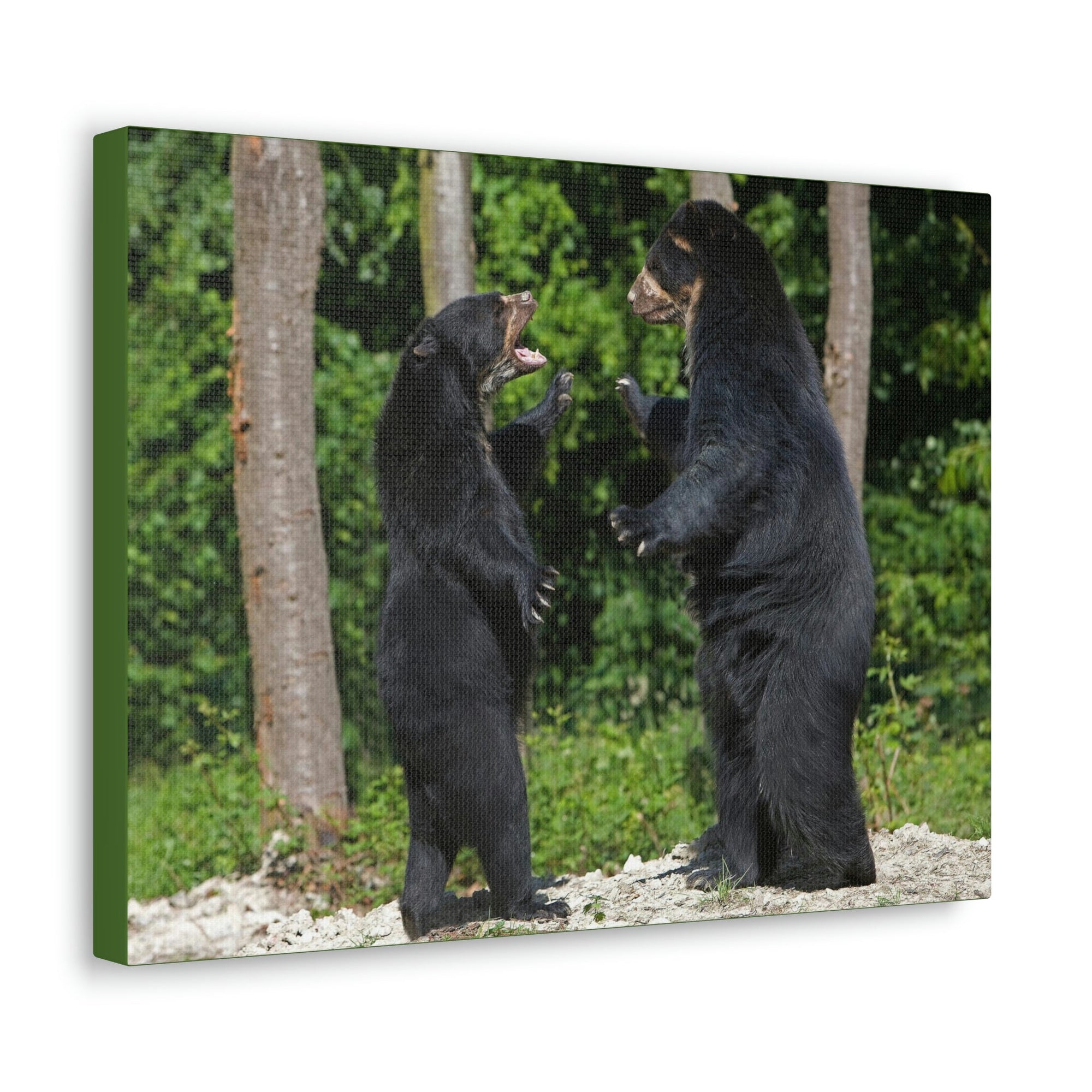 Scripture Walls Spectacled Bear Couple Spectacled Bear Couple Print Animal Wall Art Wildlife Canvas Prints Wall Art Ready to Hang Unframed-Express Your Love Gifts