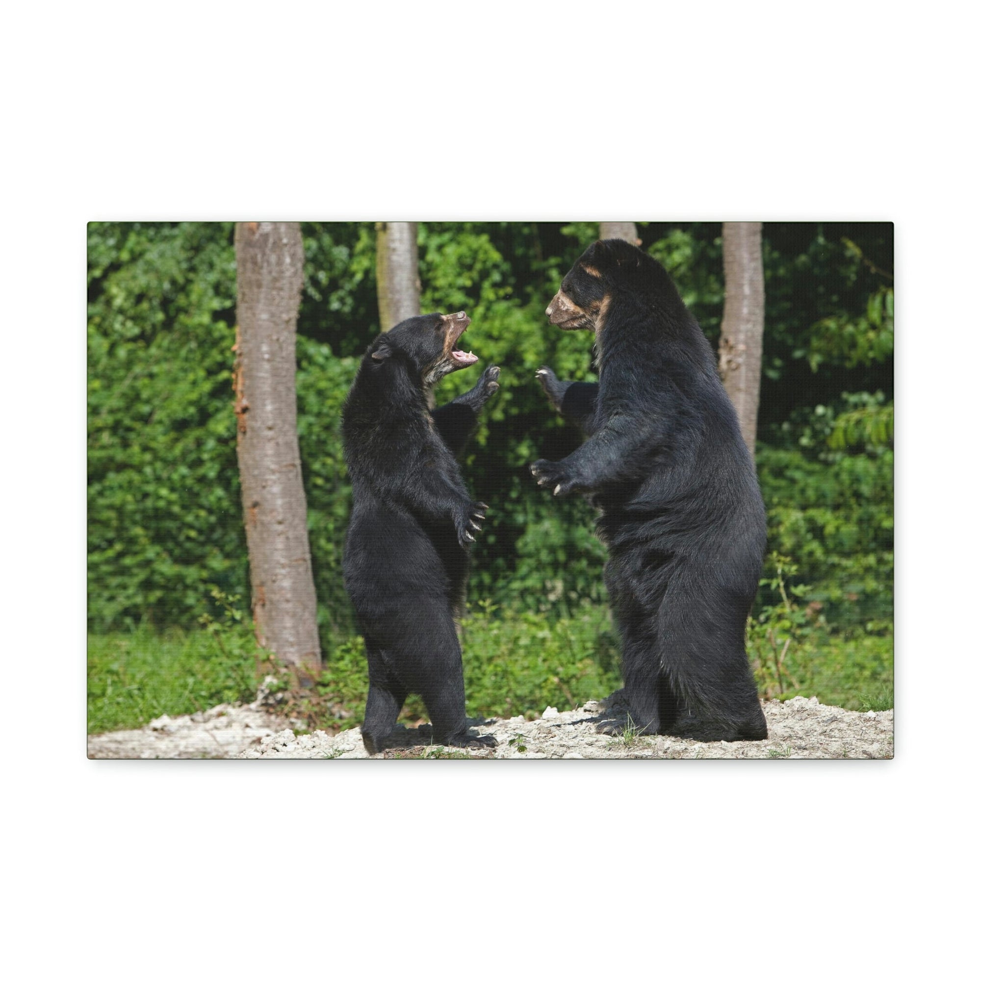 Scripture Walls Spectacled Bear Couple Spectacled Bear Couple Print Animal Wall Art Wildlife Canvas Prints Wall Art Ready to Hang Unframed-Express Your Love Gifts