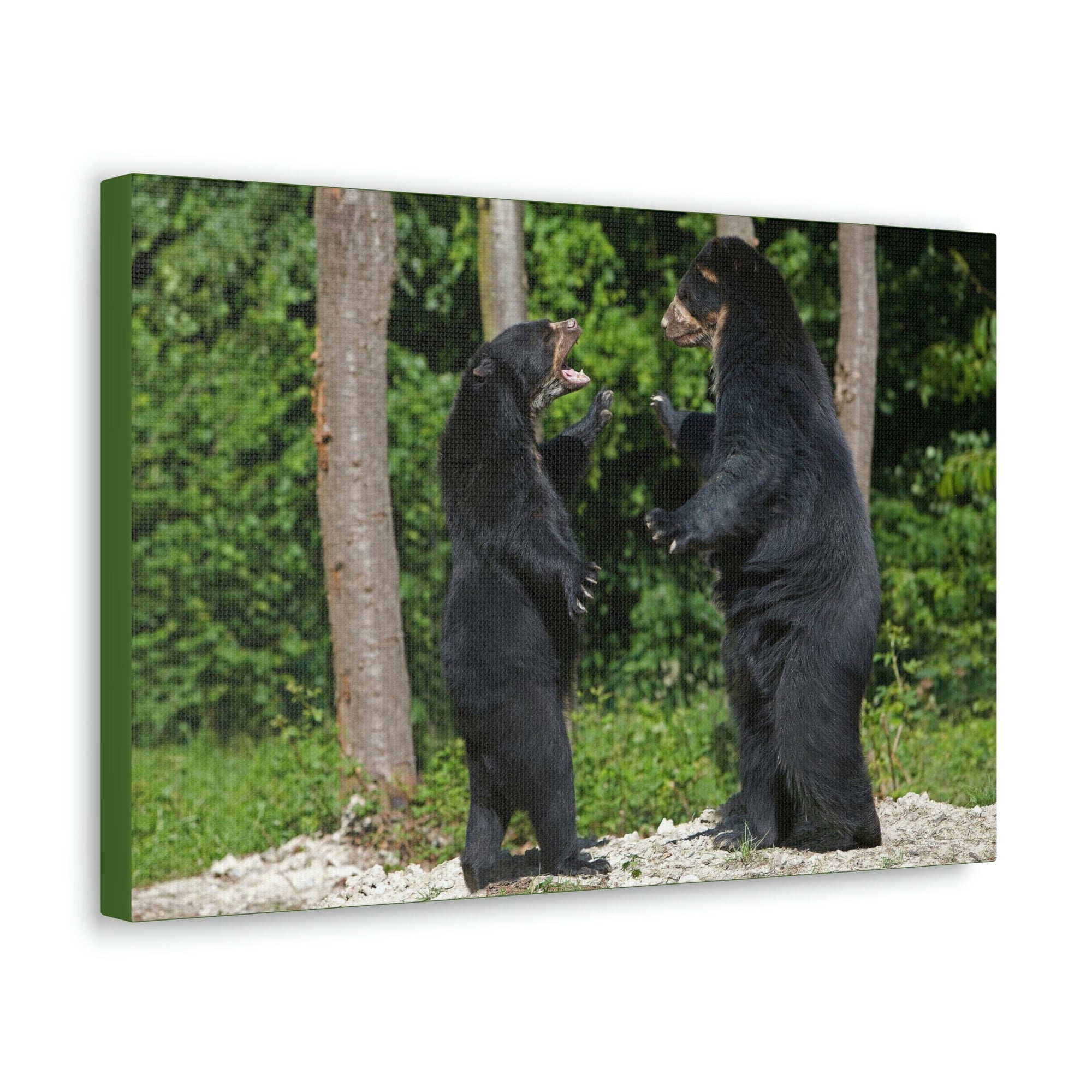 Scripture Walls Spectacled Bear Couple Spectacled Bear Couple Print Animal Wall Art Wildlife Canvas Prints Wall Art Ready to Hang Unframed-Express Your Love Gifts