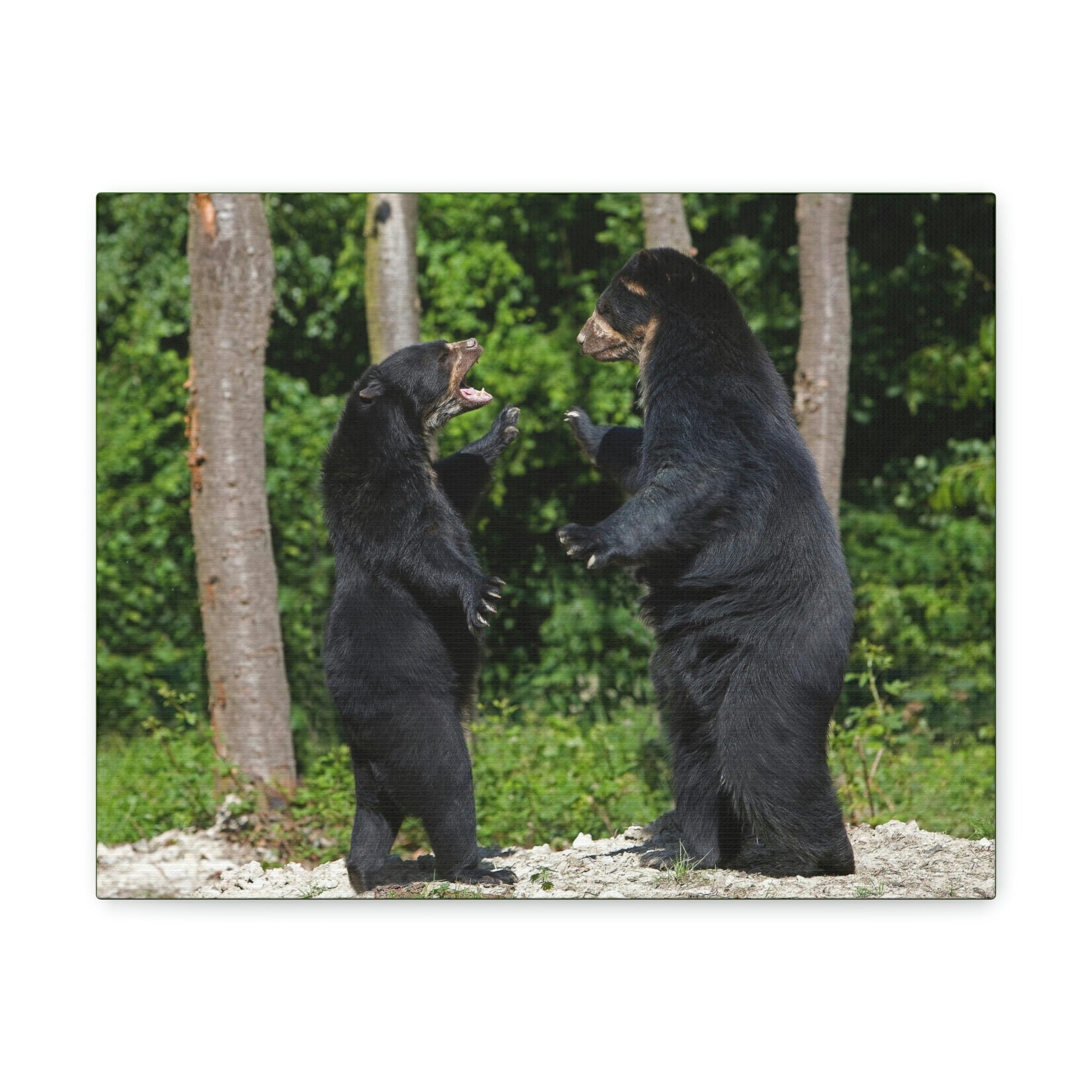 Scripture Walls Spectacled Bear Couple Spectacled Bear Couple Print Animal Wall Art Wildlife Canvas Prints Wall Art Ready to Hang Unframed-Express Your Love Gifts