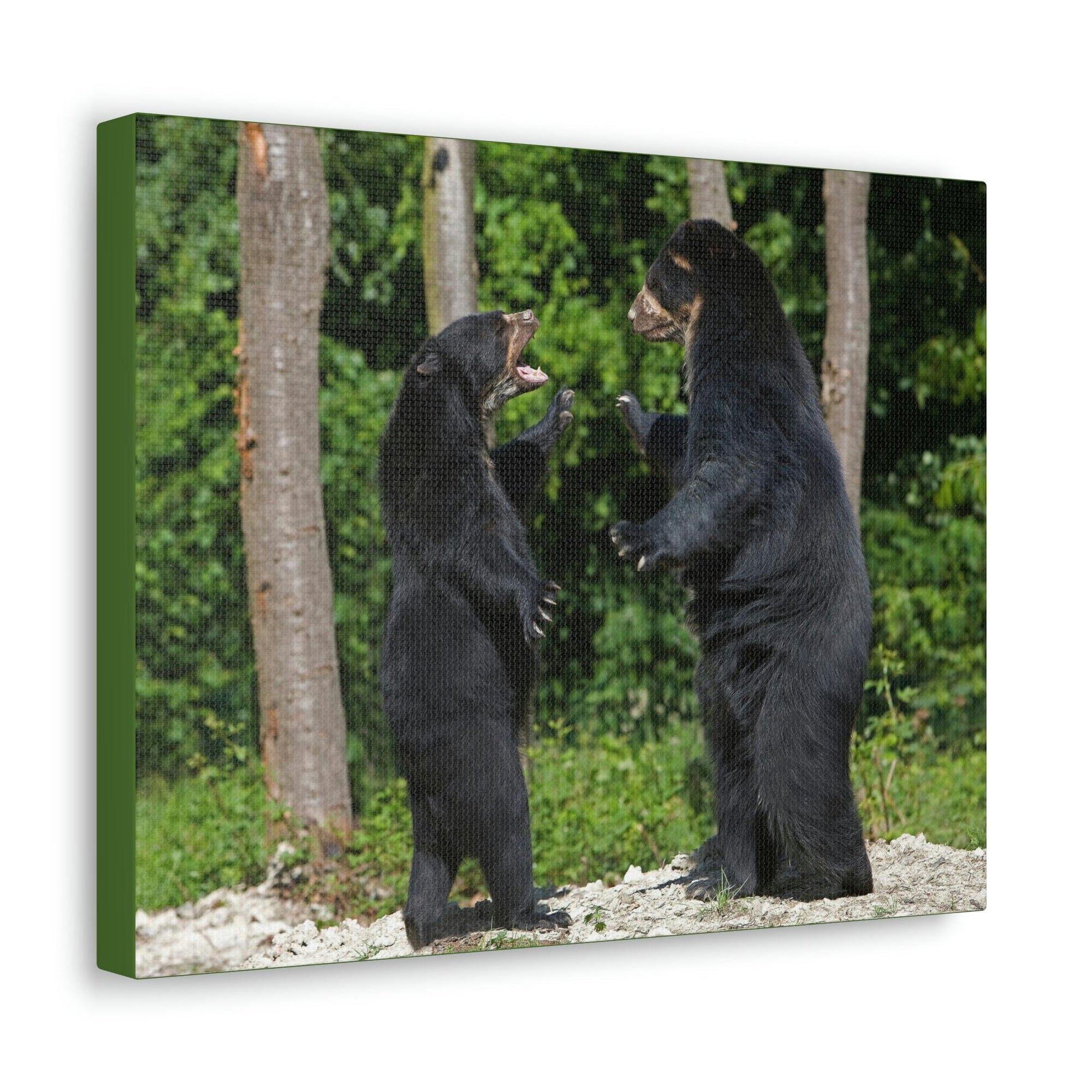 Scripture Walls Spectacled Bear Couple Spectacled Bear Couple Print Animal Wall Art Wildlife Canvas Prints Wall Art Ready to Hang Unframed-Express Your Love Gifts