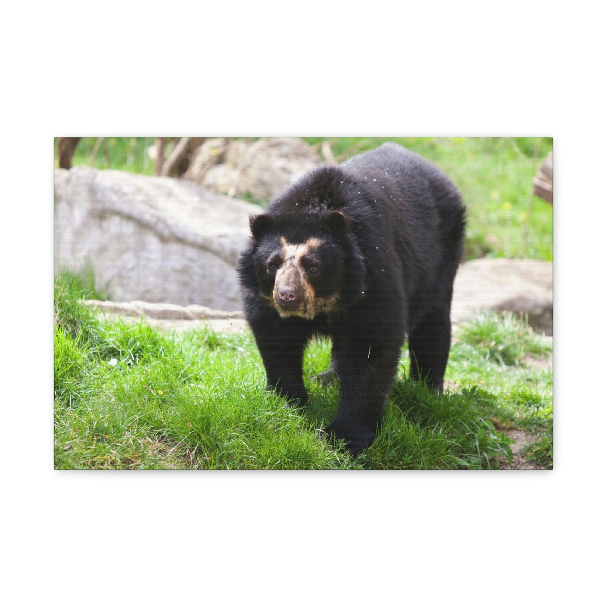 Scripture Walls Spectacled Bear Hunting Spectacled Bear on Hunt Print Animal Wall Art Wildlife Canvas Prints Wall Art Ready to Hang Unframed-Express Your Love Gifts