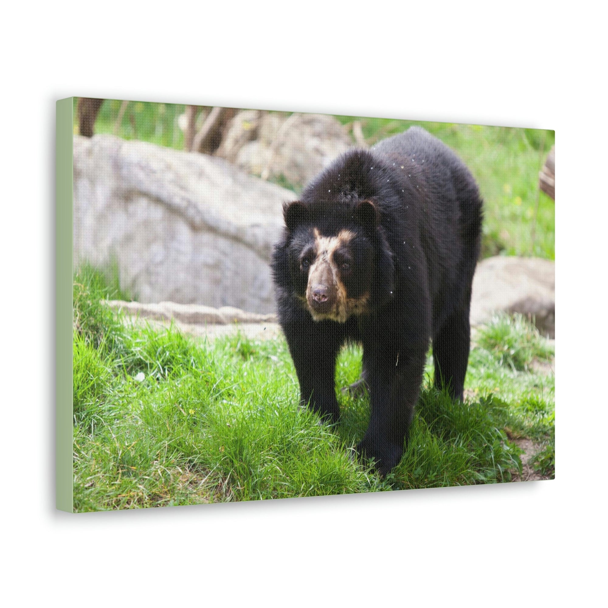 Scripture Walls Spectacled Bear Hunting Spectacled Bear on Hunt Print Animal Wall Art Wildlife Canvas Prints Wall Art Ready to Hang Unframed-Express Your Love Gifts