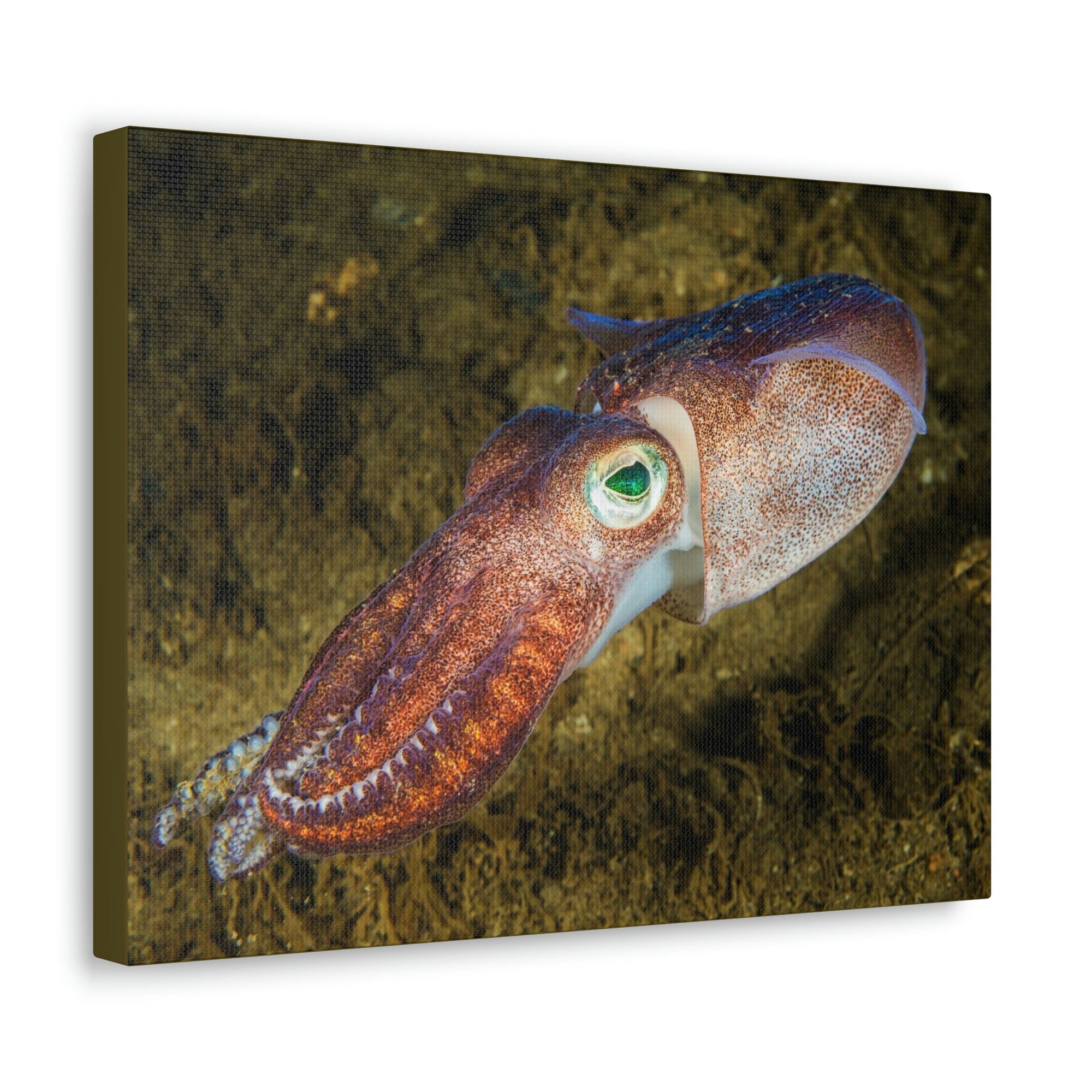 Scripture Walls Squid Hunting Squid on Hunt Print Animal Wall Art Wildlife Canvas Prints Wall Art Ready to Hang Unframed-Express Your Love Gifts