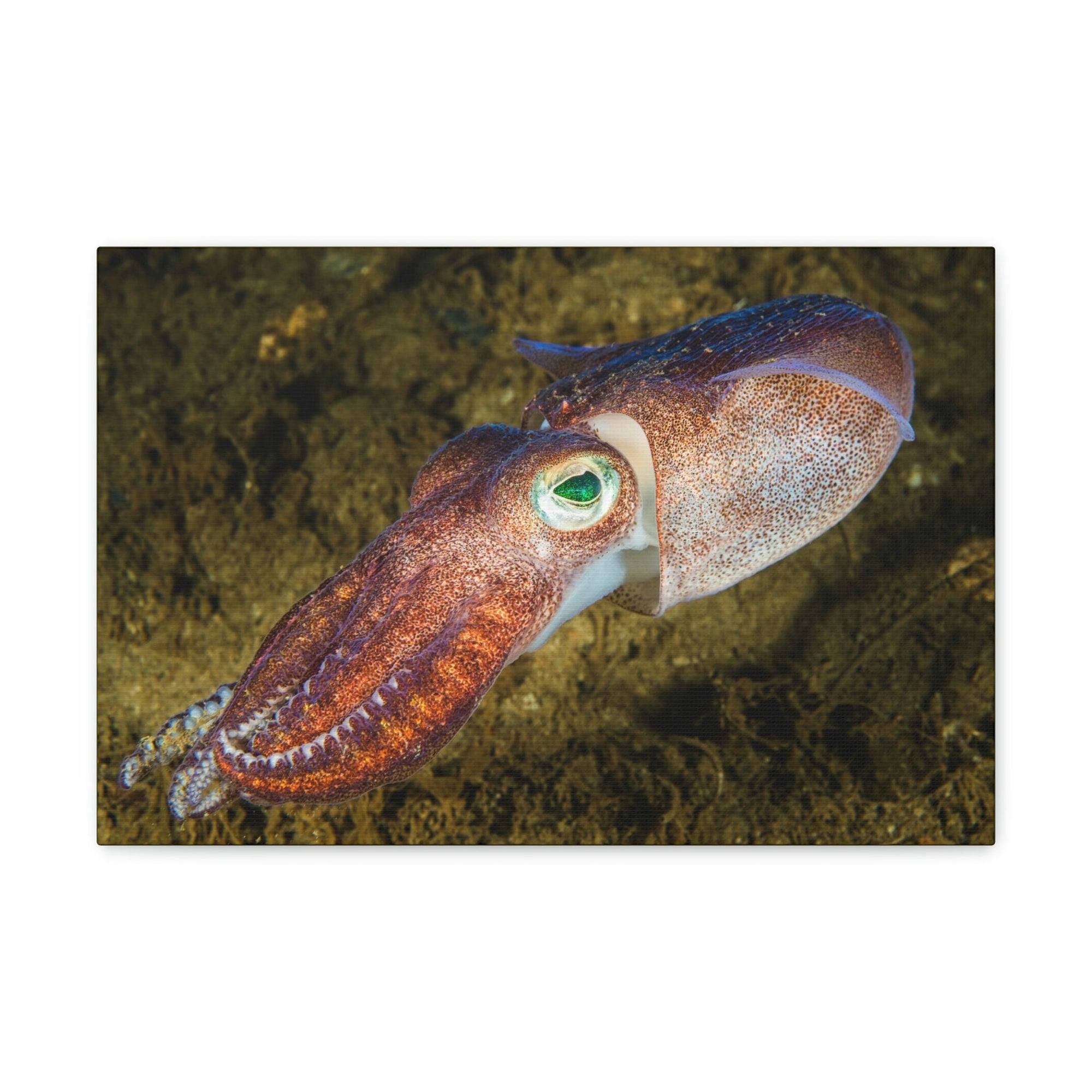 Scripture Walls Squid Hunting Squid on Hunt Print Animal Wall Art Wildlife Canvas Prints Wall Art Ready to Hang Unframed-Express Your Love Gifts