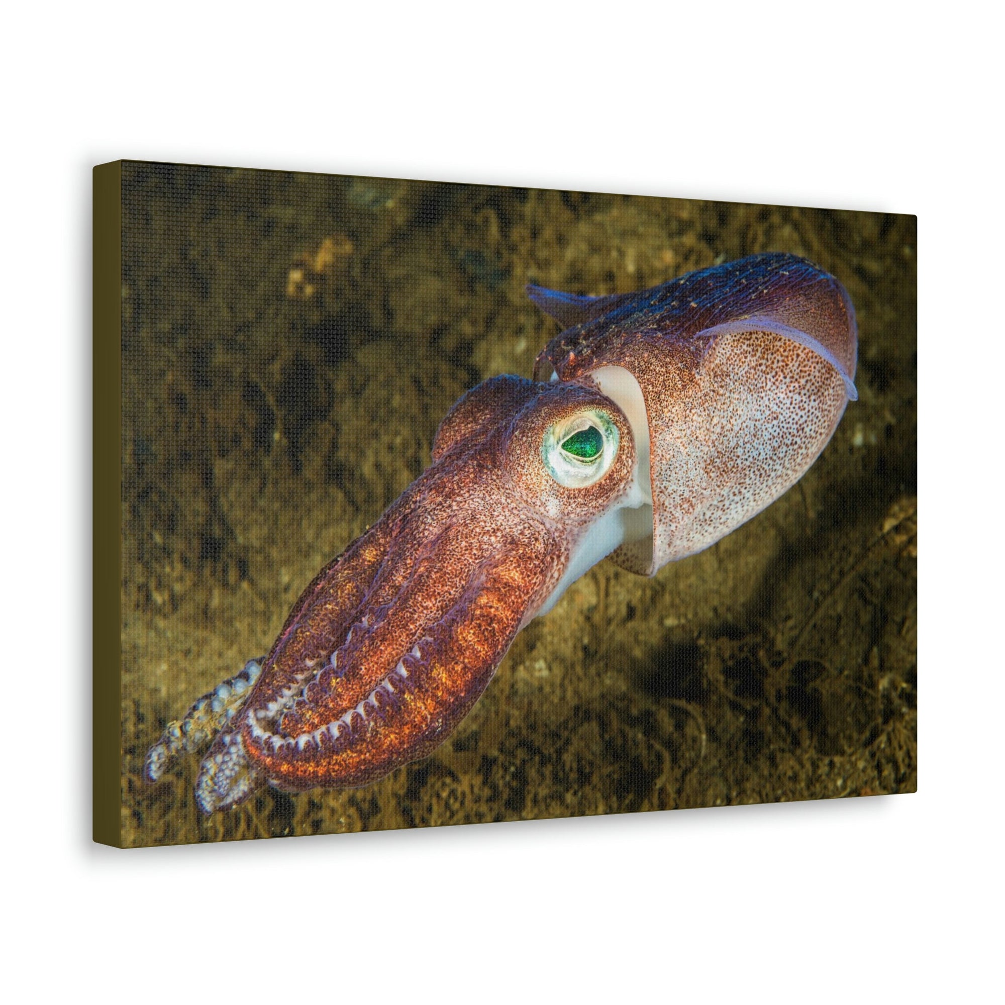 Scripture Walls Squid Hunting Squid on Hunt Print Animal Wall Art Wildlife Canvas Prints Wall Art Ready to Hang Unframed-Express Your Love Gifts