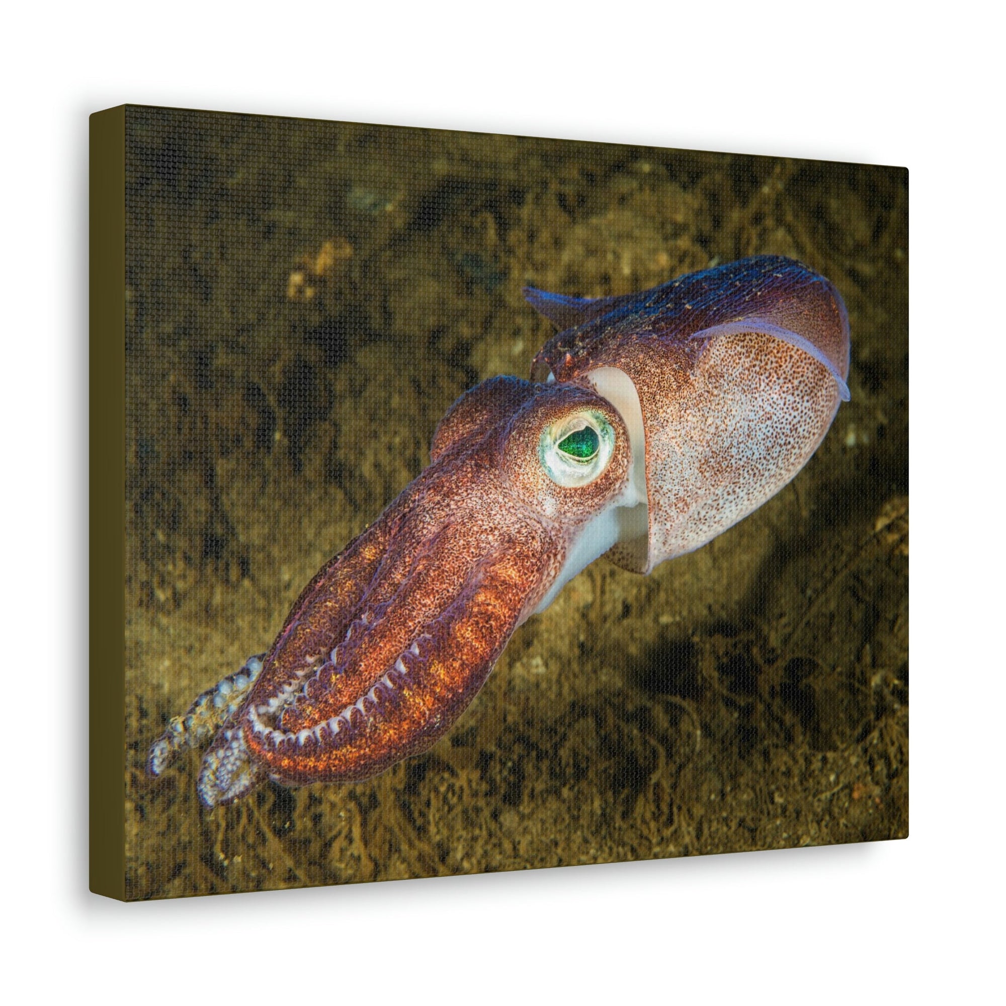 Scripture Walls Squid Hunting Squid on Hunt Print Animal Wall Art Wildlife Canvas Prints Wall Art Ready to Hang Unframed-Express Your Love Gifts