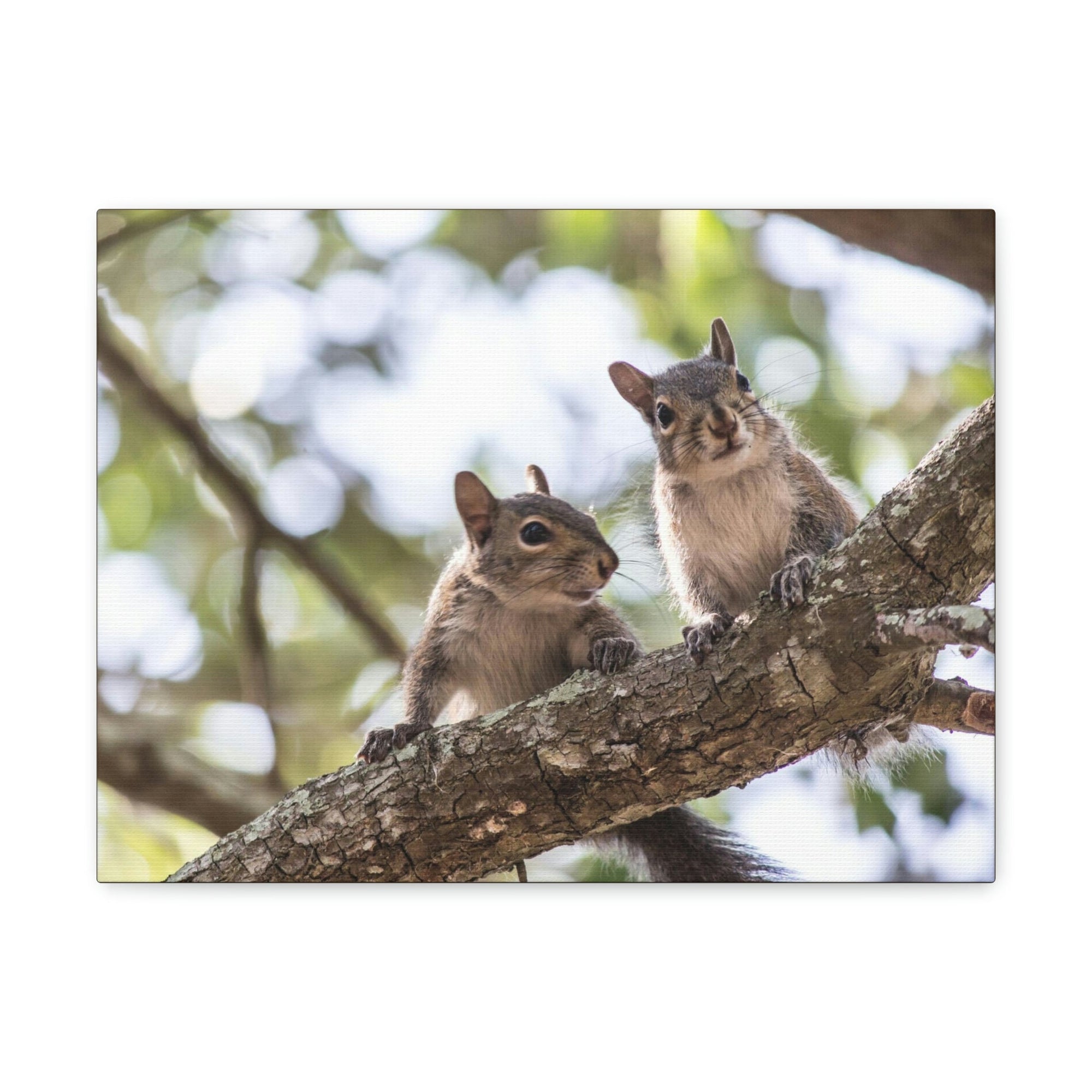 Scripture Walls Squirrel Couple Squirrel Couple Print Animal Wall Art Wildlife Canvas Prints Wall Art Ready to Hang Unframed-Express Your Love Gifts